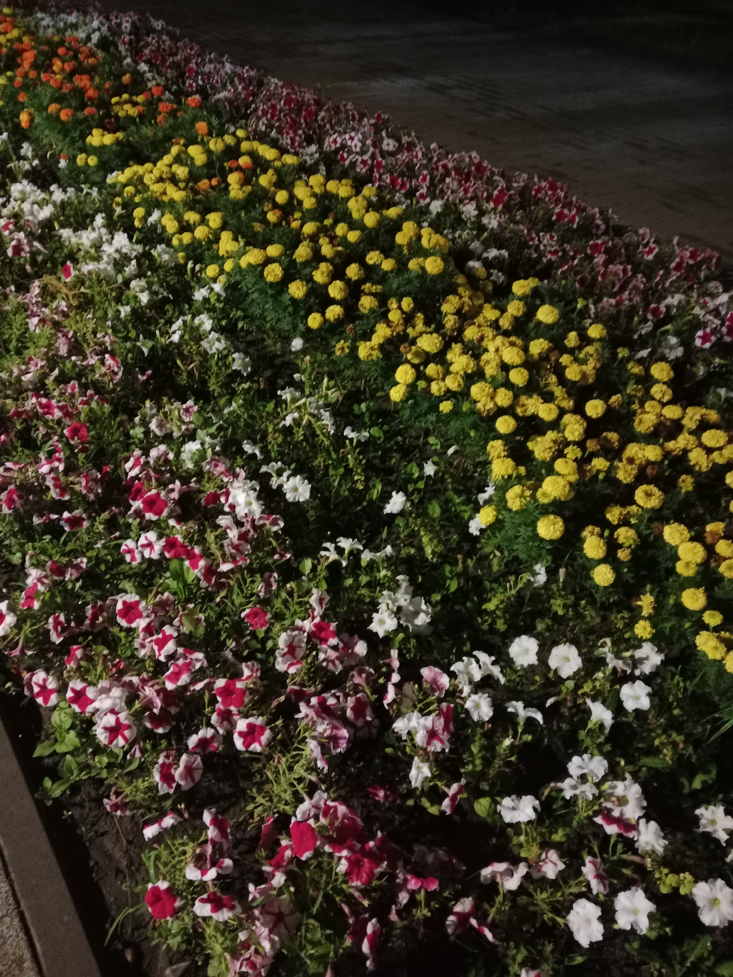 An outdoor, close-up, eye-level, slightly angled shot captures a densely planted flower bed at night. The foreground features a band of dark, earthy material, possibly soil or mulch, forming the edge of the flower bed. Behind this, a vibrant tapestry of flowers unfolds. In the front left, a profusion of petunias display a striking pattern of deep red and white petals. Moving towards the center, white petunias and other white flowers are interspersed with more red and white petunias. Further back, a large section of the flower bed is dominated by bright yellow marigolds, their rounded, ruffled petals creating a cheerful mound of color. At the very back, peeking out, are hints of orange flowers and darker, possibly red or purple flowers, adding depth to the arrangement. The overall impression is one of carefully cultivated floral beauty, illuminated by ambient, likely artificial, light, creating a festive and colorful display. The image is consistent with a flower bed located in a public space within the city of Semey, Kazakhstan.