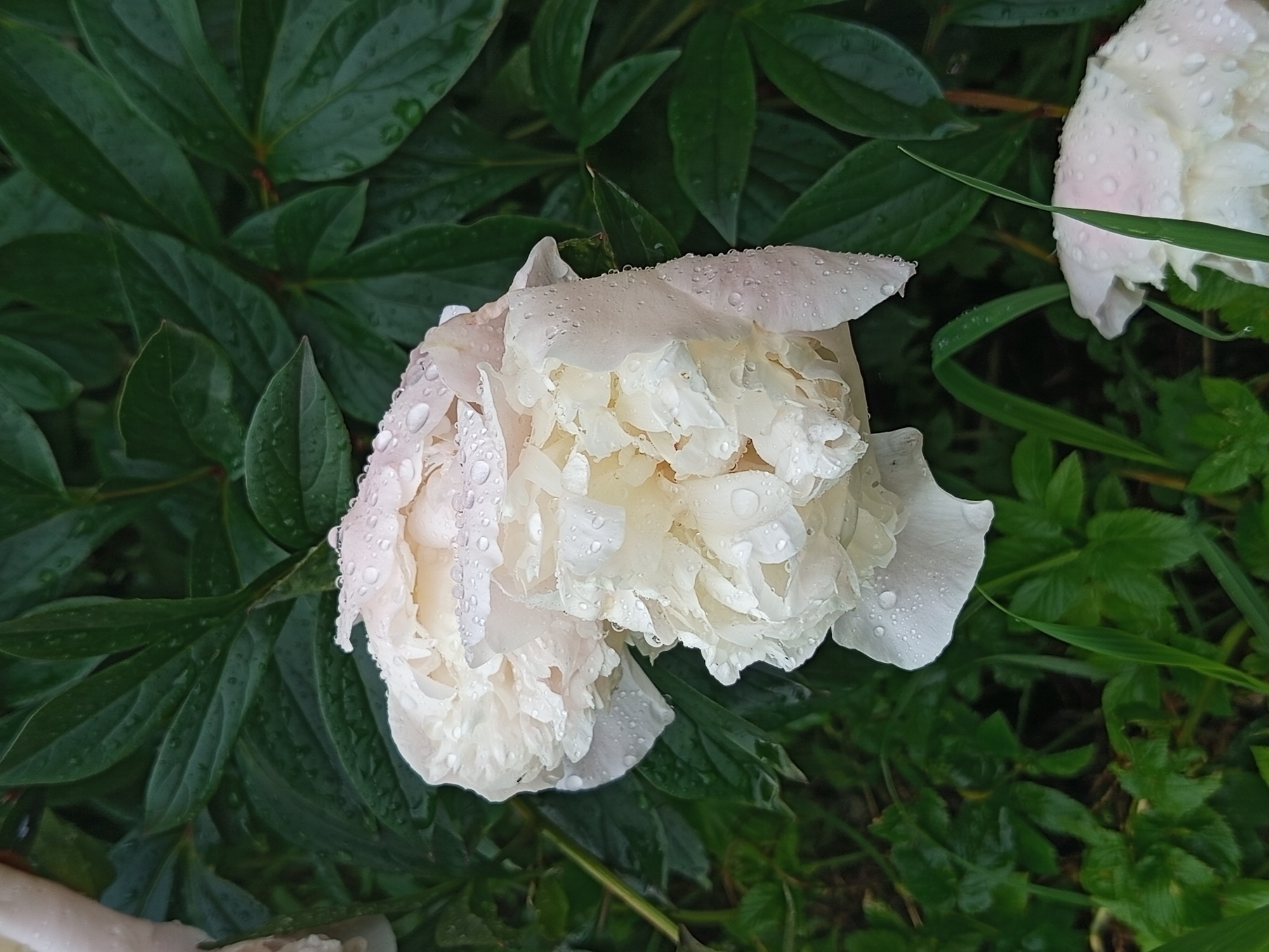 A close-up, vertical, eye-level shot captures a cluster of white peonies covered in raindrops, set against a backdrop of dark green foliage. The peonies, with their numerous ruffled petals, are the primary subjects. The water droplets are prominent on the petals, creating a glistening effect. In the lower right corner, a portion of another white peony, also speckled with raindrops, is visible. The background consists of dense, dark green leaves and some blades of grass. The scene is situated in Gdov, Russia.