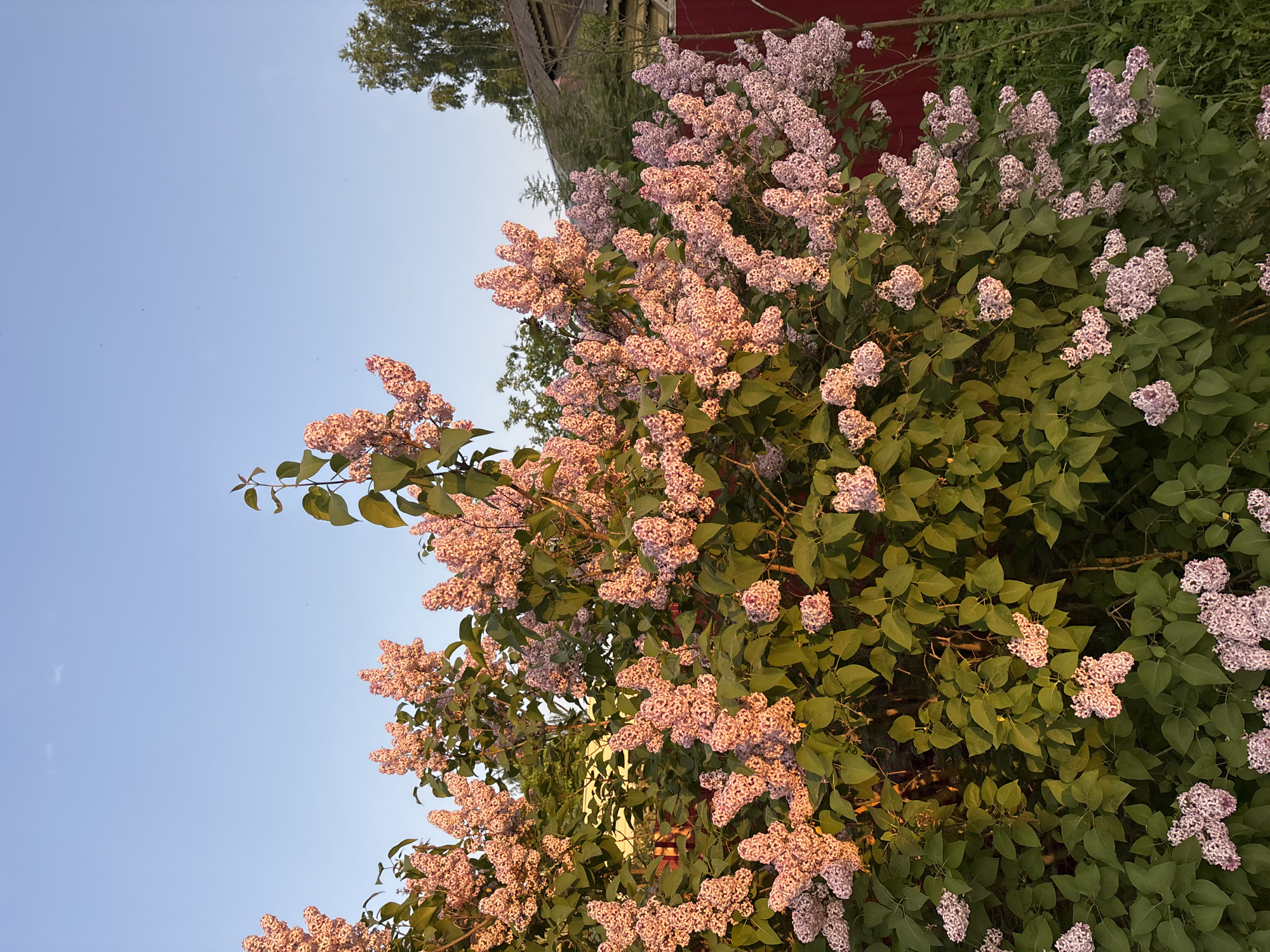 A lilac bush with pink and white flowers is in full bloom. The bush is positioned in front of a building with a red wall. The sky is light blue. The location appears to be Мещёры, Russia.