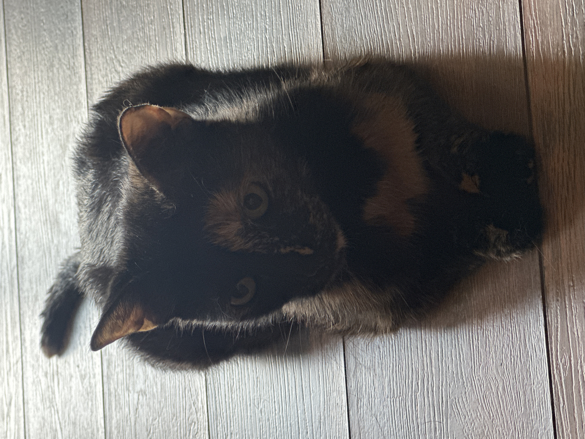 A tortoiseshell cat is lying on a wooden floor. The cat is dark brown with patches of orange and black. Its eyes are green. The cat's tail is curled up behind it. The wooden floor is light brown and has a visible grain. The image is taken from a high angle. The location is not specified in the image, and therefore its location in Virki, Russia cannot be determined.