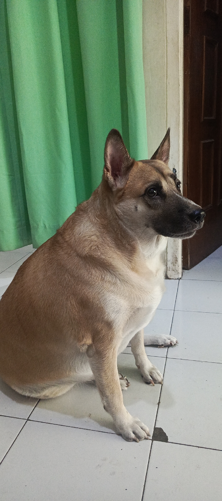 An adult dog, medium-sized with tan and black markings, sits on a white tiled floor. The dog is facing right and appears alert. Behind the dog, green curtains are visible on the left side of the image, and a wooden doorframe is on the right. The environment suggests an indoor setting, likely a residence in Kalimati, Indonesia. The lighting is moderate, casting a slight shadow to the left of the dog.