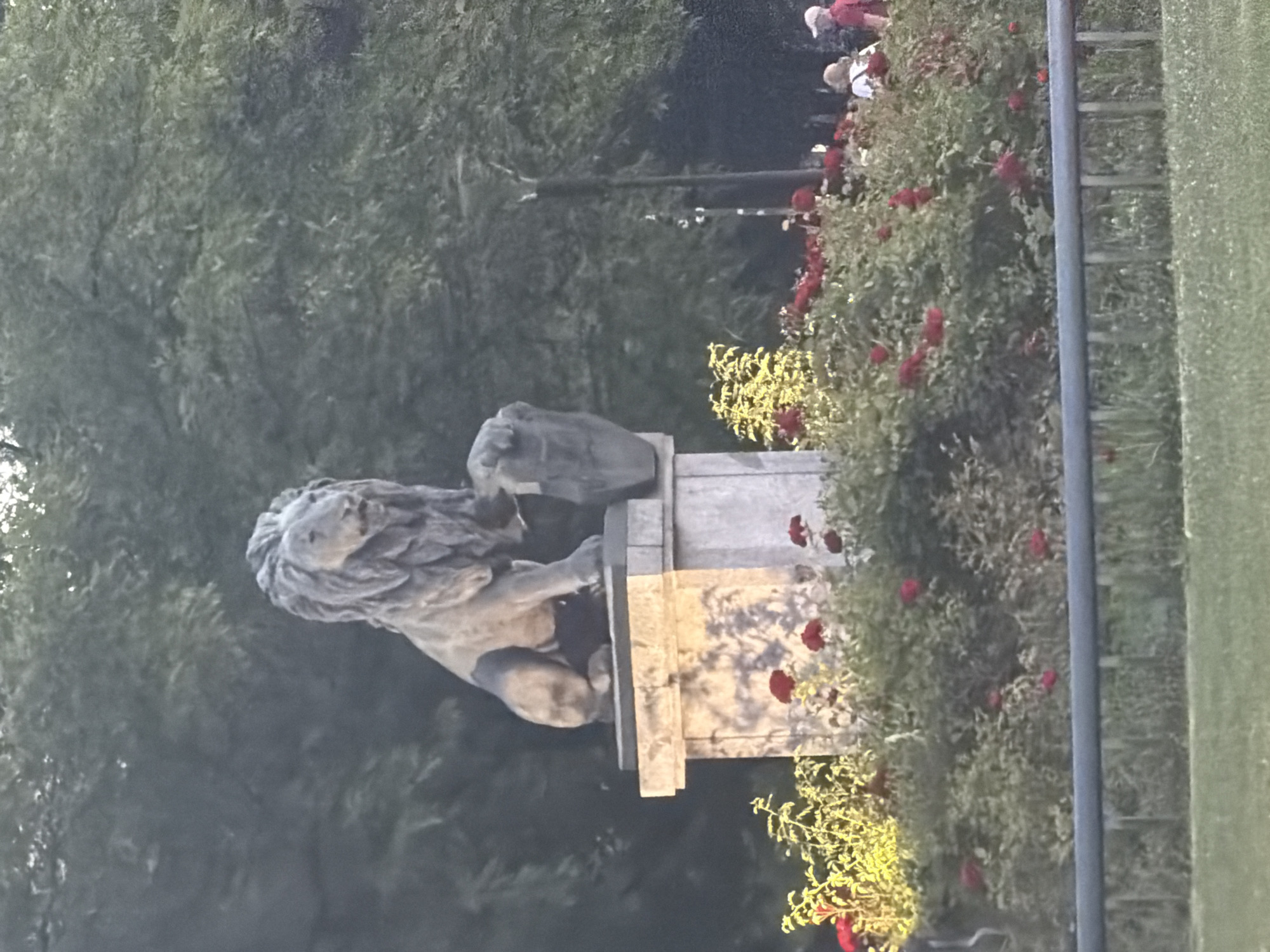 The image shows a stone lion sculpture in front of a rose bush. The sculpture appears to be weathered and has a regal posture. The rose bush is in bloom with red roses and some yellow flowers. In the background, there are trees and a blurry image of people. A vertical metal pole is visible on the right side of the image, separating the rose bush from a patch of green grass. The lighting suggests it is daytime, possibly late afternoon due to the shadows cast on the sculpture's pedestal. The scene is likely outdoors, perhaps in a park or garden. There is no visible text in the image.