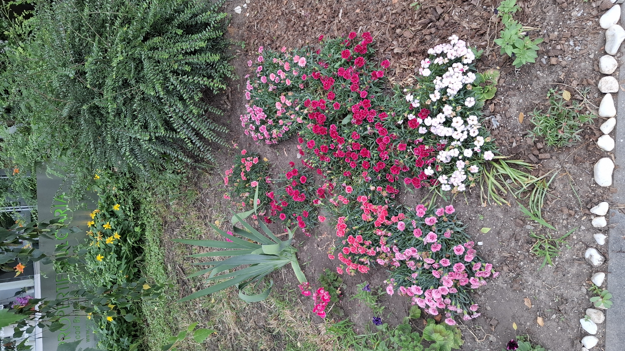 The image shows a close-up view of a landscaped garden bed. In the foreground, a line of smooth, white stones borders a grey concrete pathway. The garden bed itself is filled with a variety of flowers in shades of pink, dark red, and white, densely planted. A tall, spiky green plant, possibly an agave, stands to the left of the flowers. In the background, there is a large, dense green bush and a sign with green lettering that is partially obscured by foliage. The sign appears to be in English and possibly Bulgarian, with the words "PROPERTIES" and "BULGARIA" visible, suggesting a commercial or residential property. The environment is outdoors, with soil, mulch, and grass visible. The lighting suggests it is daytime. No people are visible in the image. The location is identified as Sofia, Bulgaria.