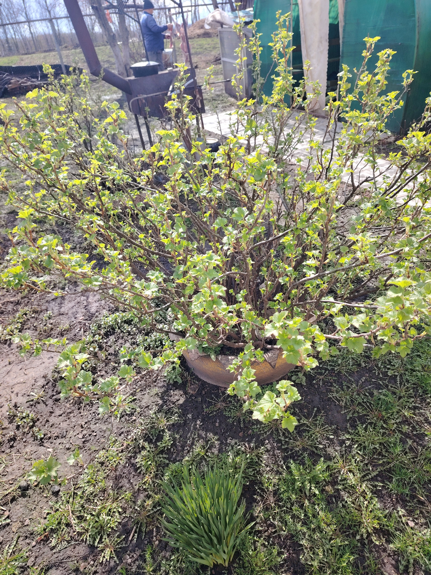 The image depicts an outdoor scene in Сусады-Эбалак, Russia, likely during early spring. A large, leafy green bush, possibly a currant or gooseberry, with fresh, light green spring foliage, occupies the foreground, its branches extending outwards. The immediate ground consists of dark soil with patches of sparse grass and young weeds, notably a dense cluster of narrow-leaved green plants at the bottom.
In the background, slightly to the left, a person wearing a blue jacket and a dark cap is visible, attending to an outdoor cooking setup. The cooking apparatus is a rustic metal stove or brazier with a tall chimney, supporting a large pot or cauldron, indicative of preparing a meal over an open fire. To the right, a green-covered structure, likely a greenhouse or shed, stands in the background. Beyond, leafless trees mark the distant horizon, confirming the early spring season. Bright sunlight illuminates the scene, casting clear shadows and suggesting a sunny day. No text is visible. The setting conveys a tranquil rural or garden ambiance.