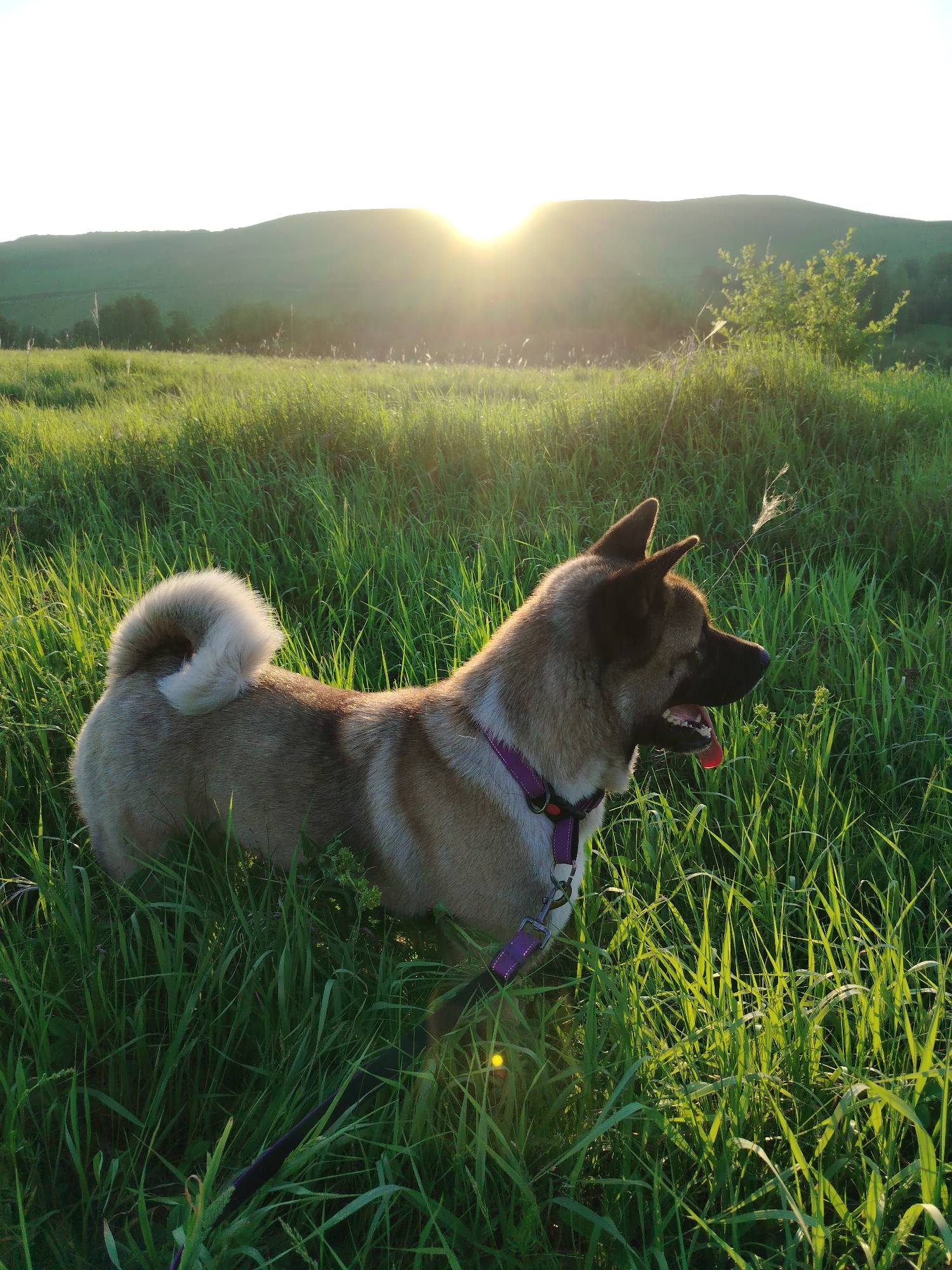 The image displays an Akita-type dog standing in a field of tall green grass during golden hour lighting in the city of Рассвет, Russia. The dog, positioned in the lower center, has fawn and dark brown fur, a curled tail, and upright ears, and is wearing a purple chest harness. Its head is turned towards the right, with its mouth slightly open and tongue visible. The sun, low on the horizon behind rolling green hills on the right, casts a strong lens flare and backlights the dog and the grass. A dark leash extends from the dog's harness into the lower left foreground. The background consists of gently sloped green hills under a bright, luminous sky.