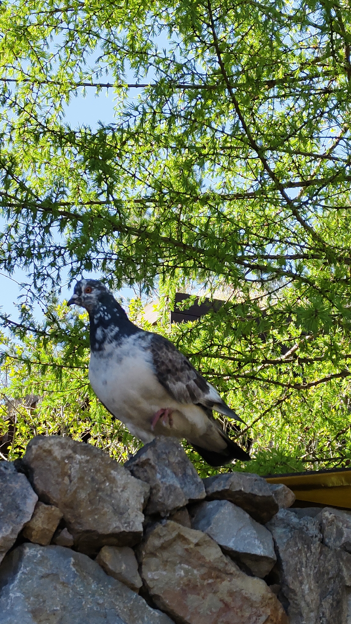 A pigeon stands atop a pile of rocks. Behind the pigeon is a tree with light green leaves. The sky is visible through the leaves. The location is Krasnoyarsk, Russia.