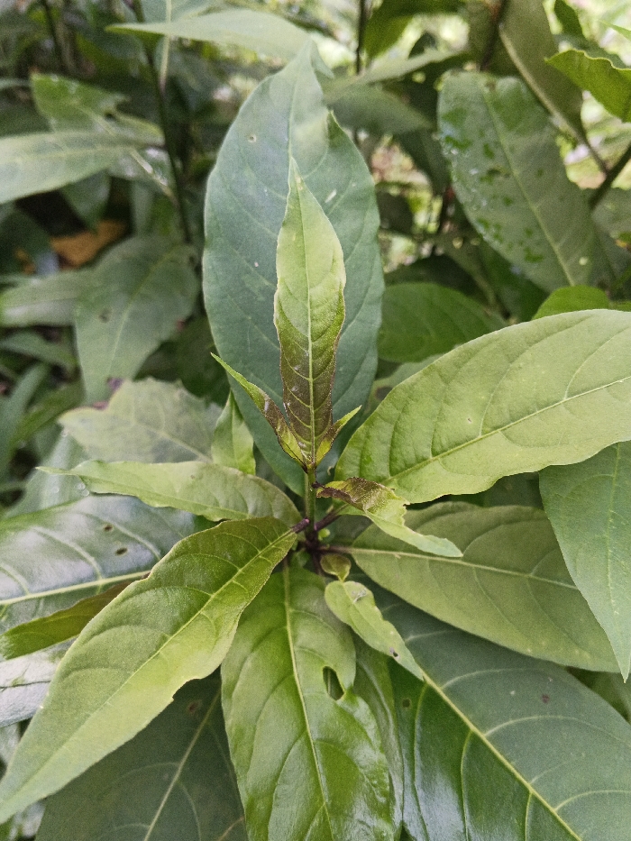 The image displays a detailed, close-up view of a plant's foliage in Mengzi City, China. The central subject is a cluster of green leaves emerging from a central stem, with a particular focus on the new growth at the top. The newest leaves at the apex are light green with noticeable reddish-brown or purplish tints along their veins and margins, indicating immaturity. Surrounding these are multiple larger, more mature leaves, primarily medium to dark green in color, exhibiting visible venation patterns. Some of the leaves show minor imperfections such as small perforations or irregular edges. The overall environment consists of out-of-focus green foliage in the background, suggesting a dense natural setting. No individuals, animals, or artificial objects are present. The lighting is diffused and natural, highlighting the textures and color variations of the leaves.