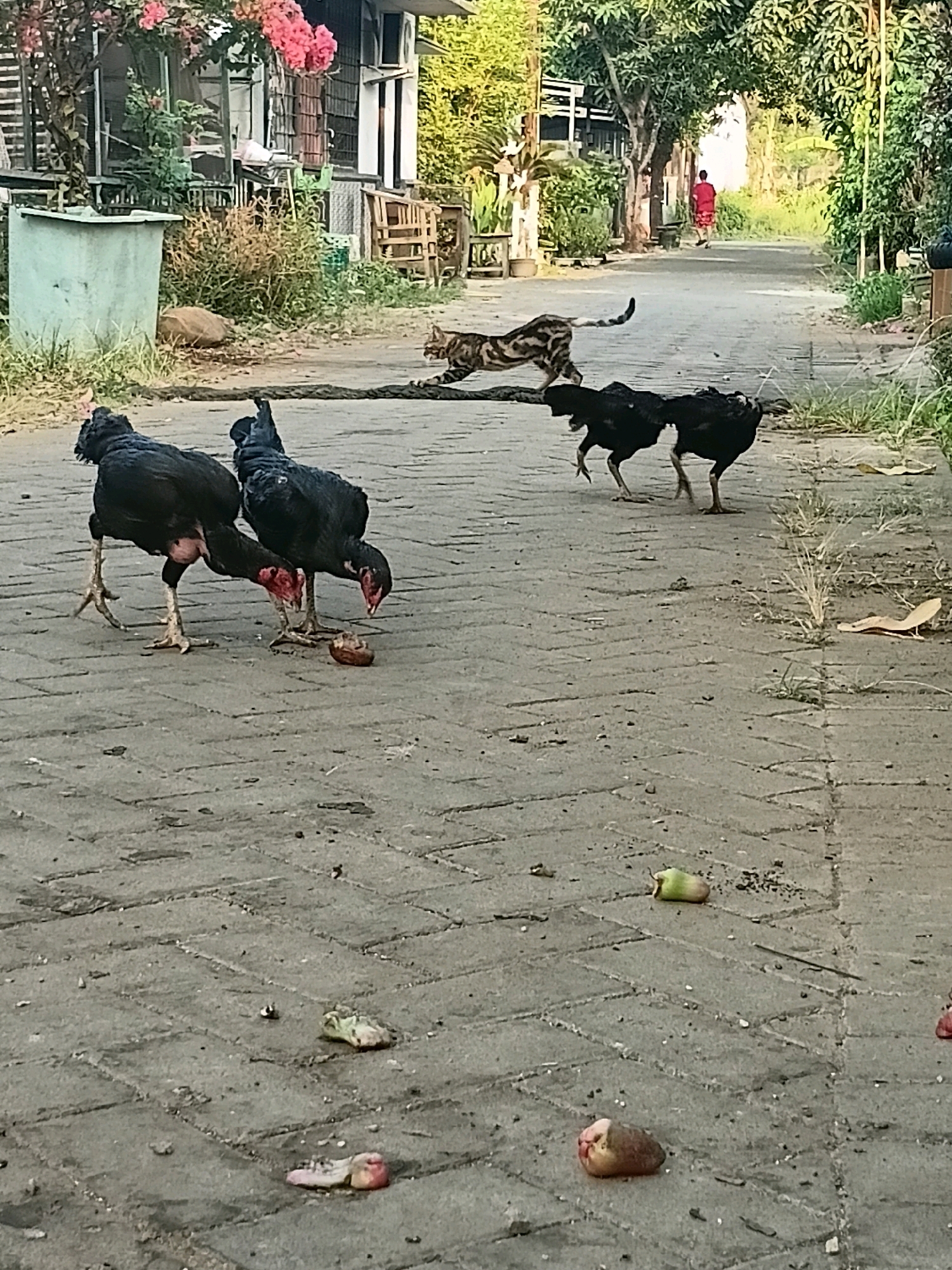 In Cikal, Indonesia, this image captures a paved path lined with trees and buildings, hinting at a residential or semi-urban setting. In the foreground, two black chickens are foraging on the ground, with one actively pecking at something. Behind them, a tabby cat is in mid-stride, appearing to move away from the chickens and towards the background. Further down the path, a person in a red garment is walking away from the camera, towards a brighter, more open area at the end of the path. The environment suggests a daytime scene, possibly late afternoon given the lighting. Scattered across the path are pieces of fruit, which the chickens may be interested in. The overall impression is a candid snapshot of everyday life in a tropical or subtropical environment.