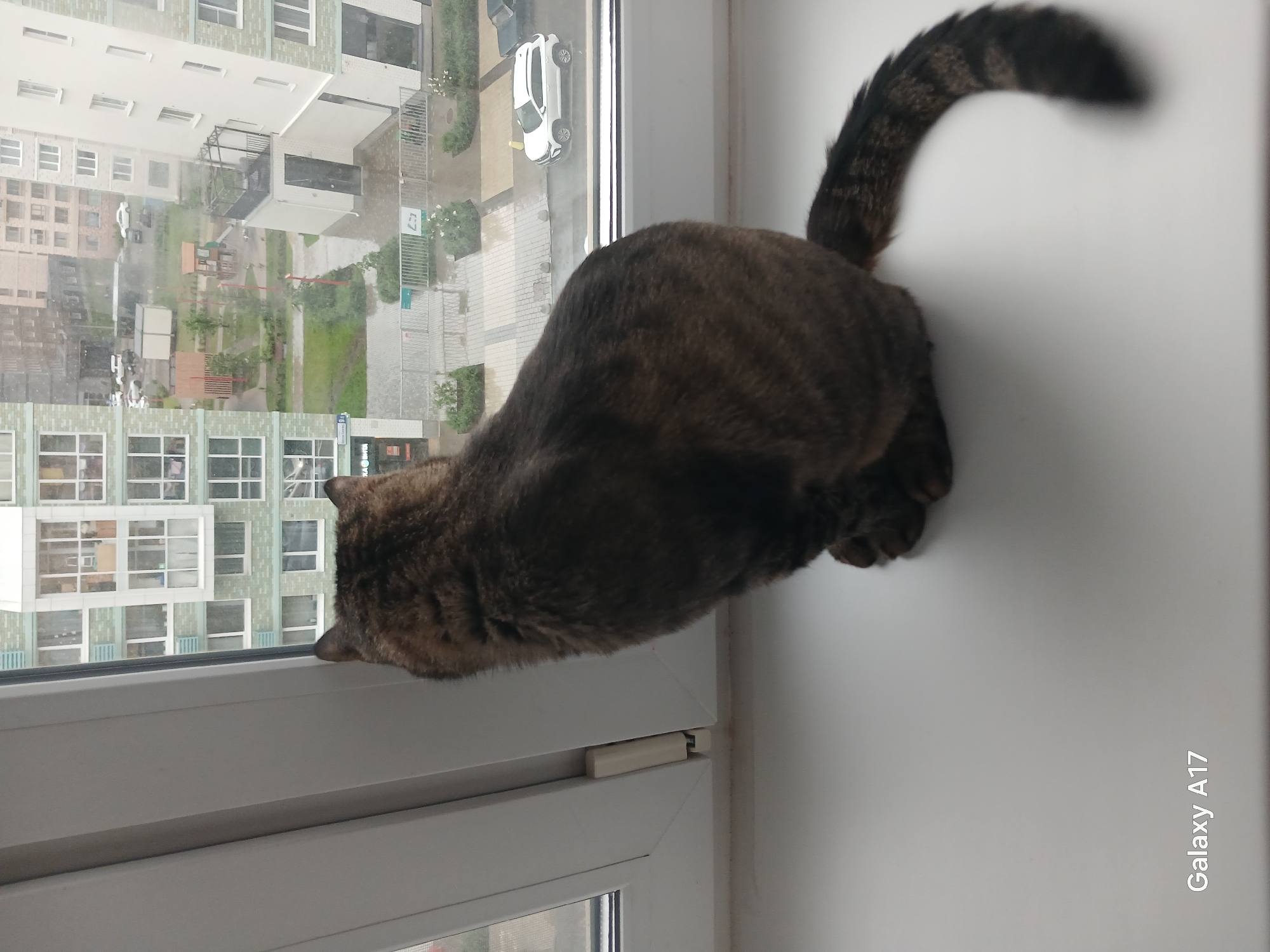 A brown tabby cat is perched on a white windowsill, facing out towards a view of an urban residential area in Yekaterinburg, Russia. The cat's head is near the window, and its striped tail is curved upwards. The scene is viewed from inside a building, and the perspective is elevated, looking down upon the buildings and greenery outside. The window appears to be closed, and the weather outside looks rainy. A white car is visible in the street below. Modern apartment buildings with rows of windows make up the view. The bottom right corner of the image contains the text "Galaxy A17".