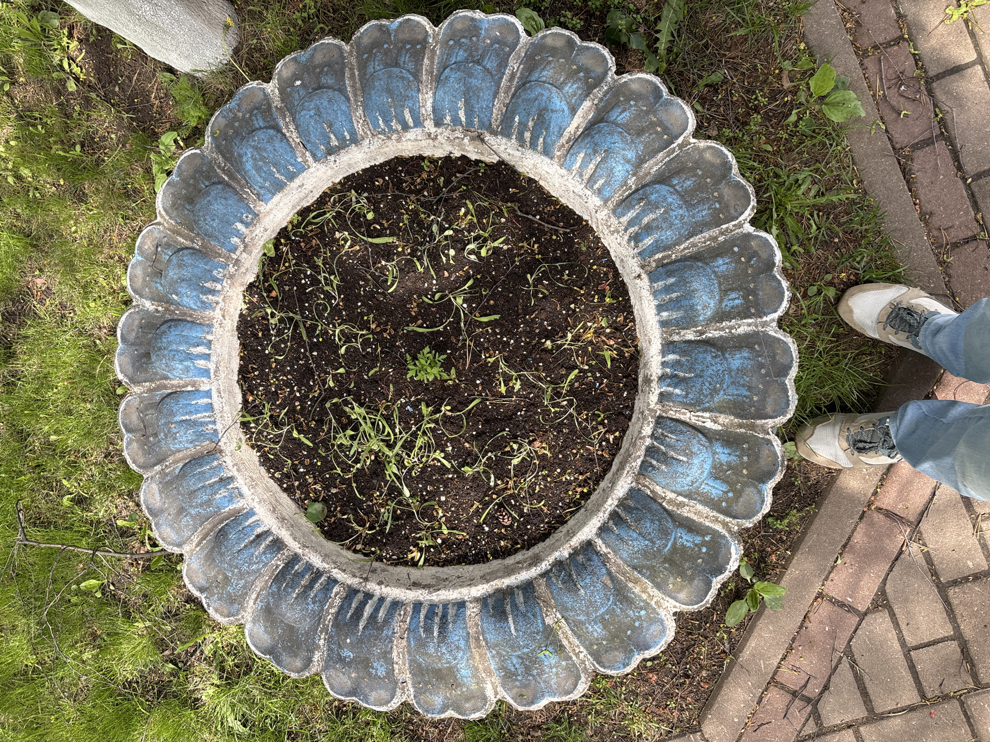 A top-down view reveals a circular, concrete planter painted with a blue and gray scalloped design. The interior of the planter is filled with dark soil and sparse, young plants. It sits on a patch of green grass, with a section of brick paving visible to the right. A person wearing light-colored sneakers and jeans stands next to the planter on the brick paving. The image was most likely taken in Saint Petersburg, Russia.