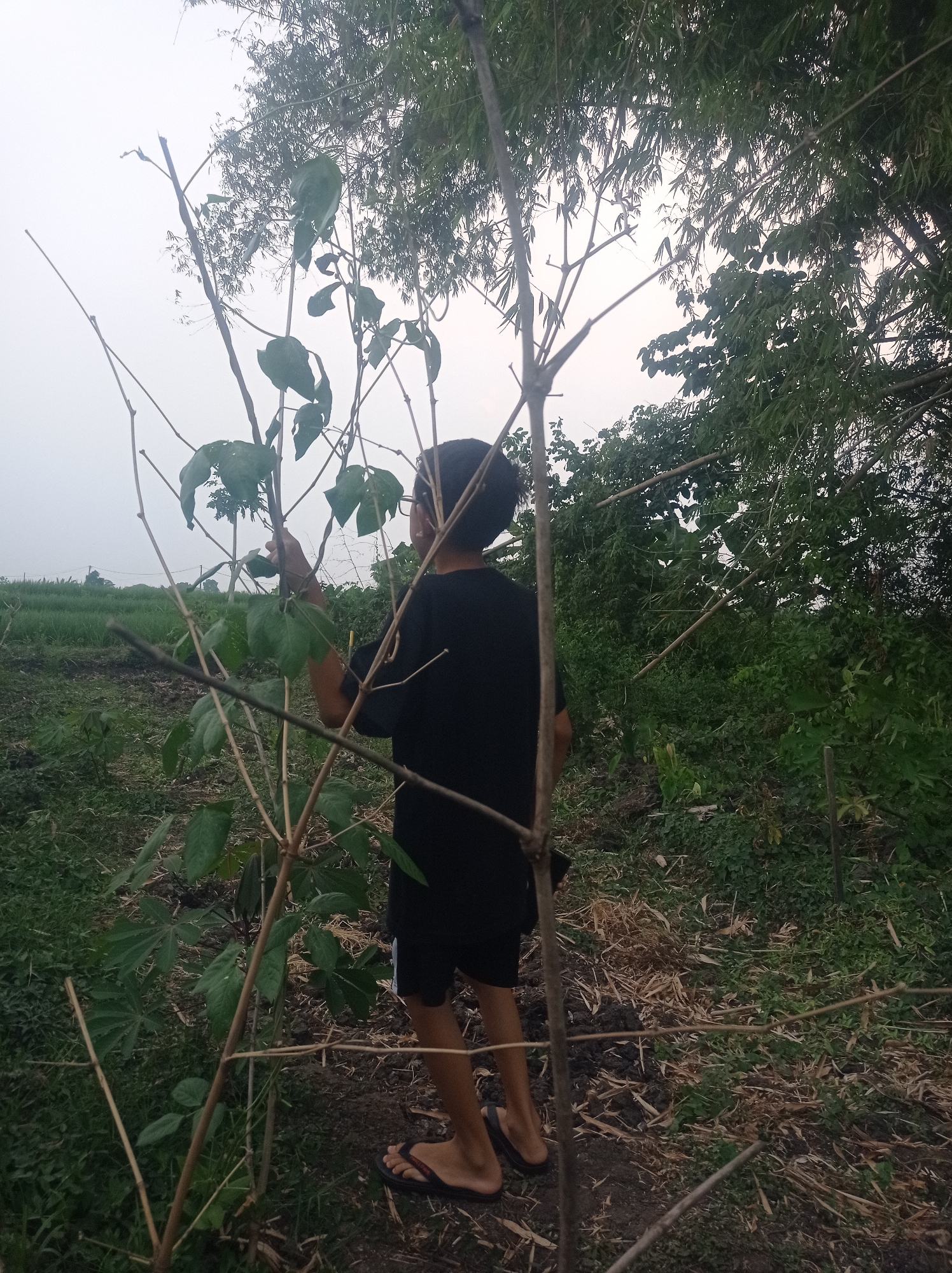 The image depicts a young person wearing a black t-shirt and black shorts standing in a rural outdoor setting in Bongsopotro, Indonesia. The person is partially obscured by thin, bare branches in the foreground. In the background, there is lush green vegetation, including what appears to be bamboo trees and other leafy plants. The ground is covered with dry leaves and soil. The sky is overcast, suggesting it might be early morning or late afternoon. The overall scene conveys a sense of natural, undeveloped surroundings.