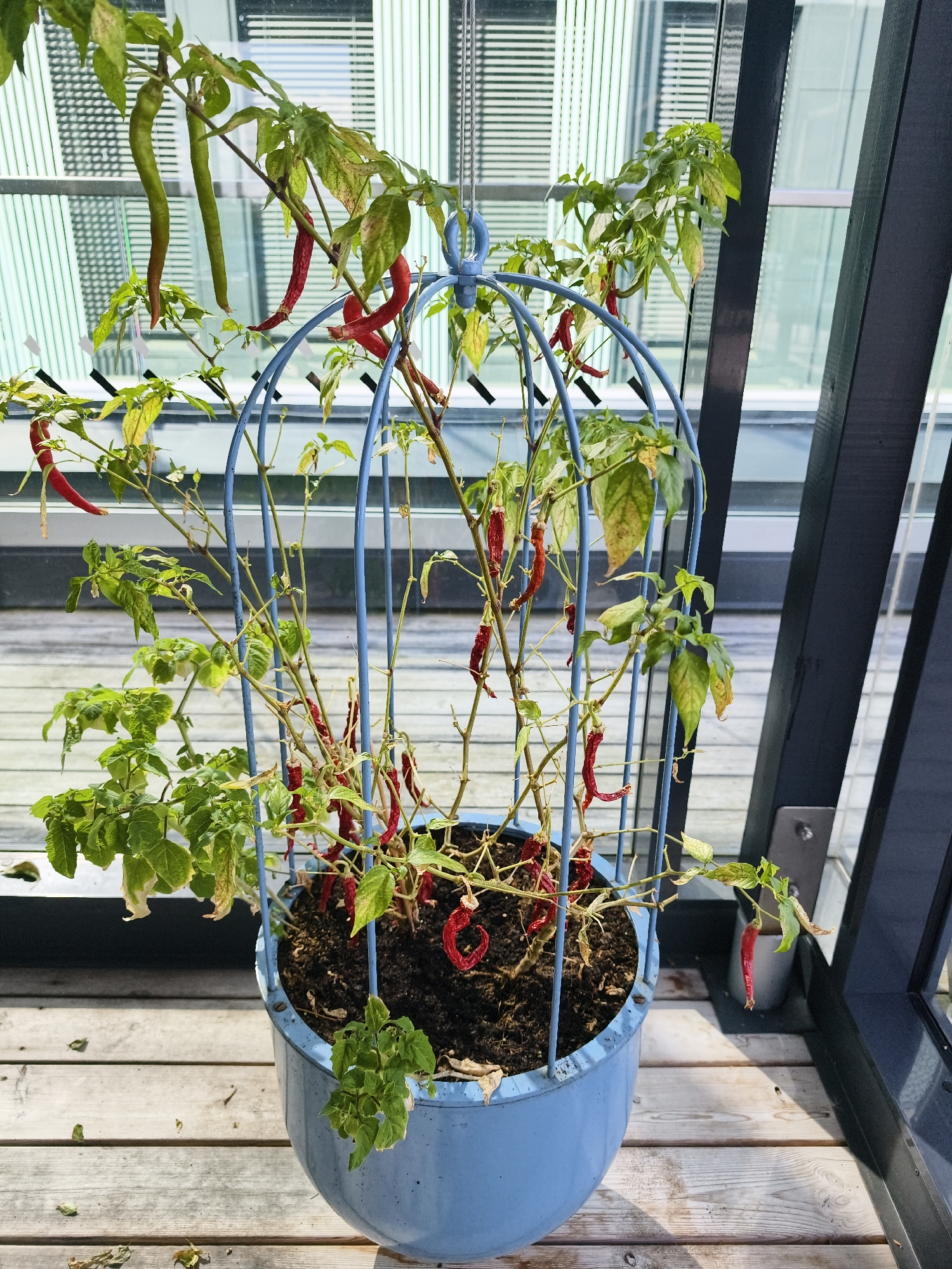 A potted chili pepper plant with red and green peppers and green leaves is situated in a light blue pot on a wooden deck. A blue metal cage surrounds the plant. The background shows a modern building with large windows and vertical blinds, suggesting an urban setting, possibly on a balcony or terrace. The image is a close-up, focusing on the plant and its immediate surroundings. The lighting suggests it is daytime. This scene is likely located in the city of Linköping, Sweden, given the architectural style often found in Swedish urban environments.