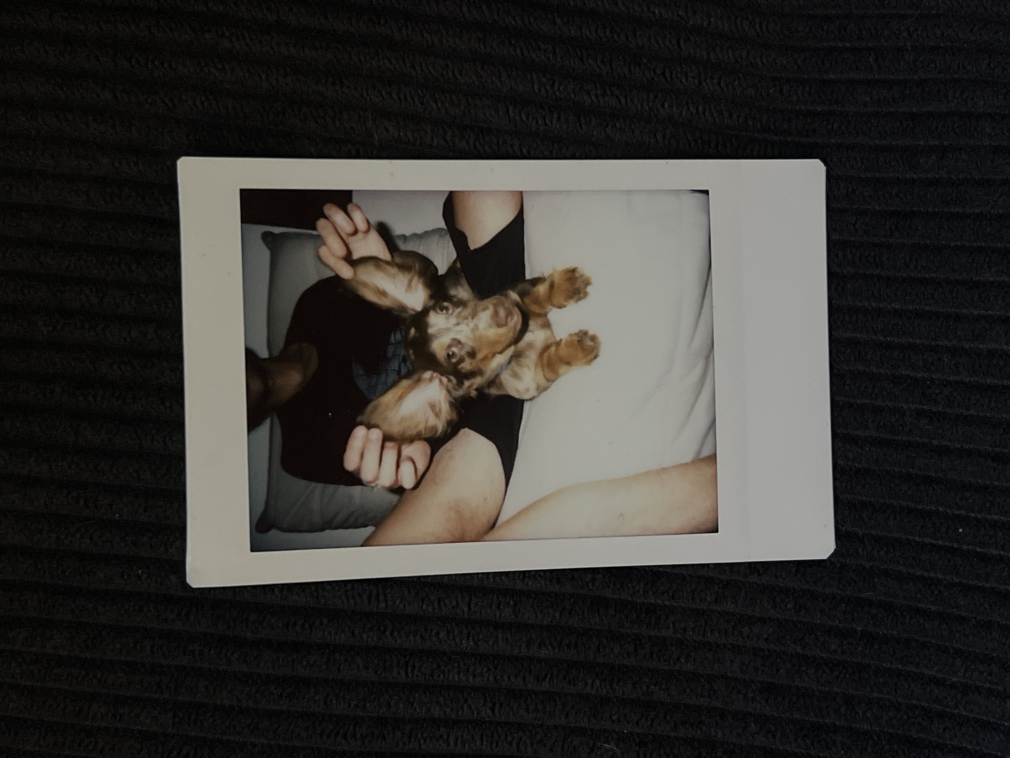 A close-up, overhead shot captures a young person and a dachshund puppy on a light-colored sofa. The puppy, with large, expressive ears and mottled brown and white fur, is positioned in the center of the frame, looking towards the camera. Its front paws are resting on the sofa, and its hindquarters are out of view. The person is seated behind the puppy, with their arms around it, gently holding its ears. Their face is obscured by shadow and the puppy. They are wearing a dark t-shirt. The background is a dark, textured surface, possibly a blanket or upholstery. The image is a polaroid photograph, evidenced by the white border and the slightly faded, vintage appearance of the colors. No specific location in Tel-Aviv, Israel can be identified from the image.