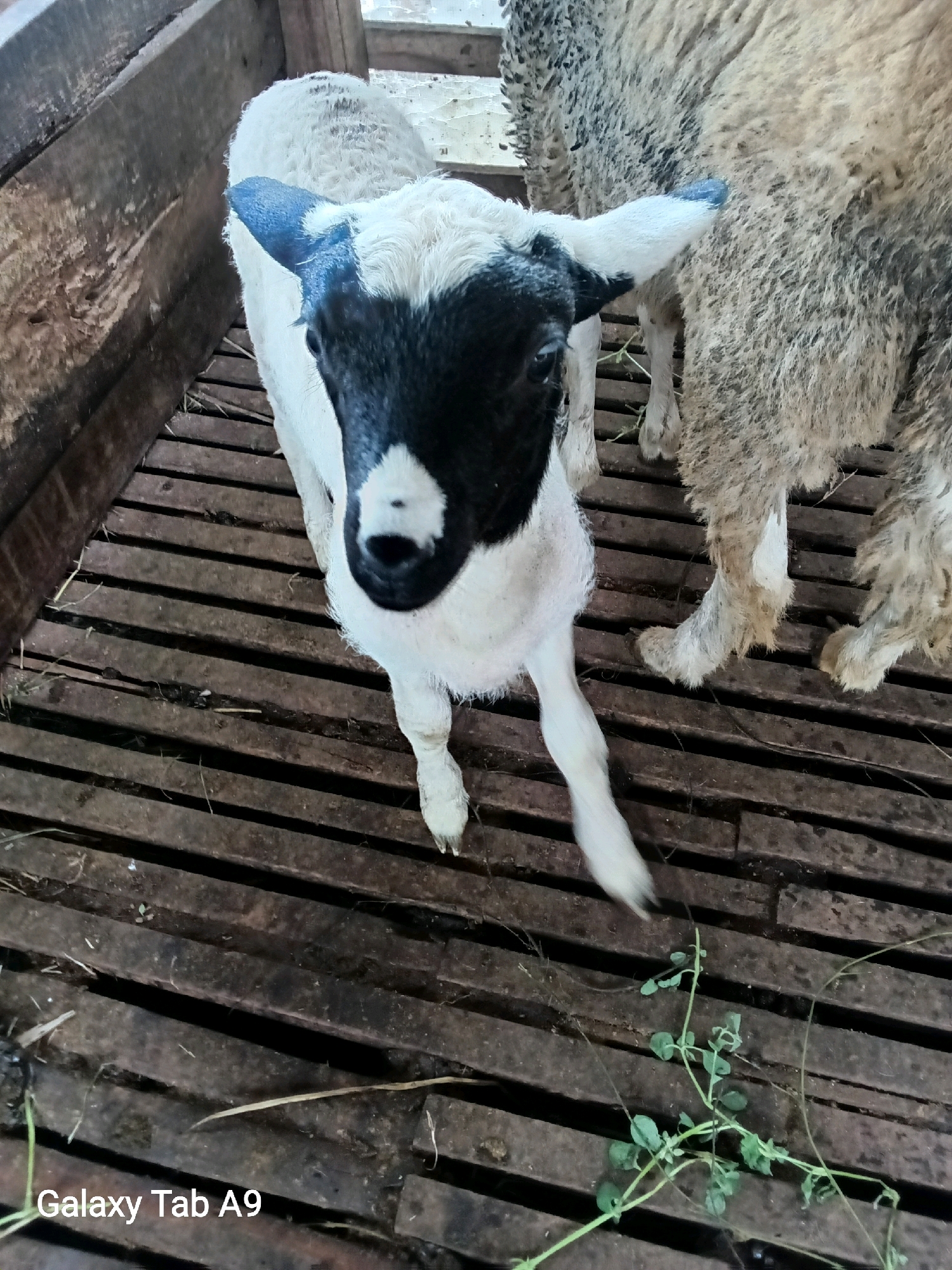A lamb with black and white markings stands on a wooden slatted floor inside a pen. The lamb is facing the camera, with its head tilted slightly. Another sheep, mostly obscured, stands to the right of the lamb. The pen appears to be made of rough wooden planks. A few pieces of straw are scattered on the floor. The image is a photograph taken with a "Galaxy Tab A9" device.