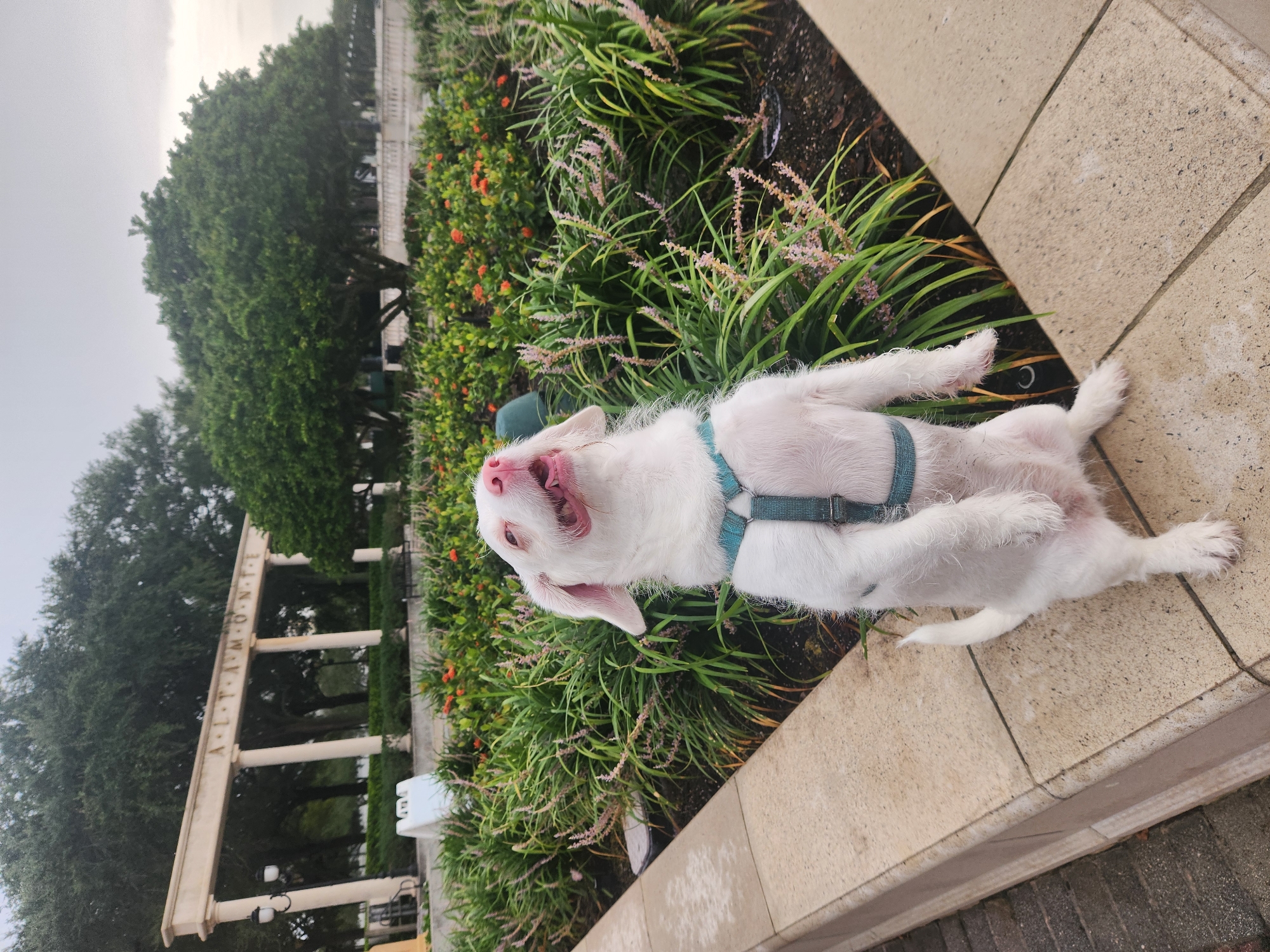 A white dog with pink eyes and nose, wearing a teal harness, stands on its hind legs in front of a flower bed and a stone wall. The dog's head is tilted back with its mouth open in a happy expression. Behind the dog, there is a lush green garden with blooming orange flowers and tall, green plants. Further in the background, a colonnade structure with the word "ALTAMONTE" inscribed on it can be seen, suggesting the location is Altamonte Springs, United States of America. The sky is overcast, indicating it might be a cloudy day.