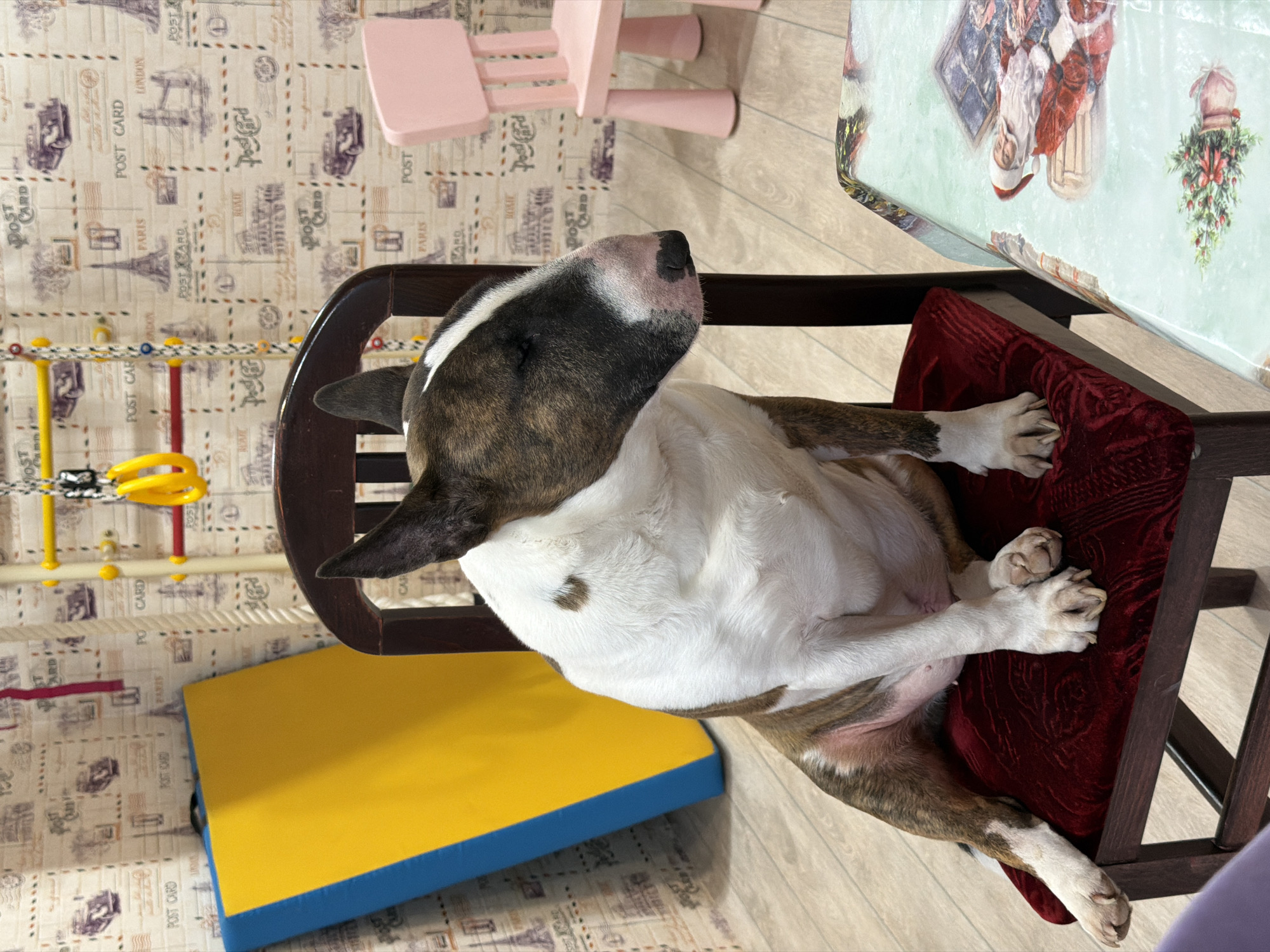A bull terrier dog is reclining in a chair, taking up the space of the chair and cushion. The room has a playful atmosphere, with a pink child's chair and a colorful children's play structure in the background. The location is Chaikovsky, Russia.