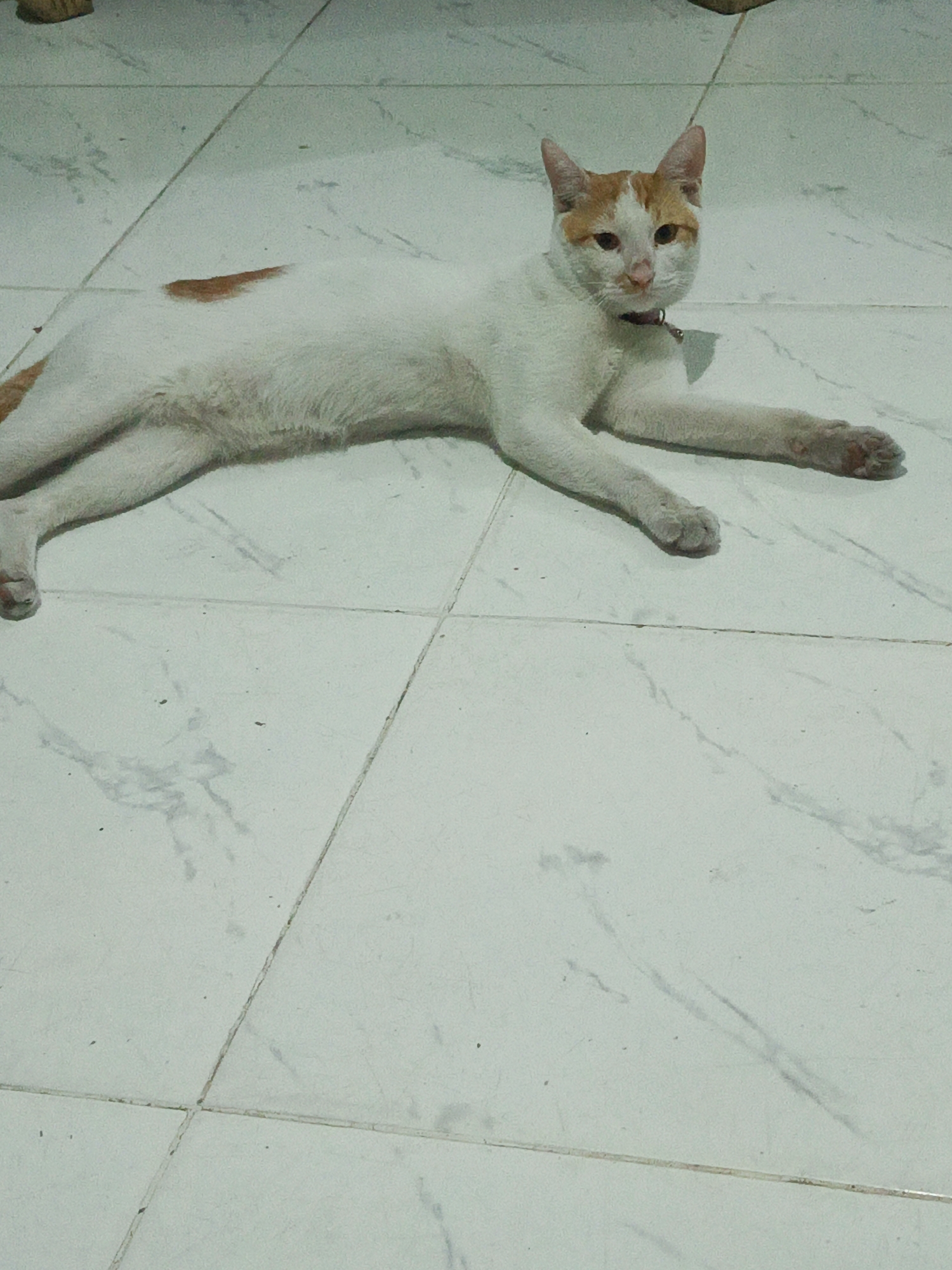 A white and orange cat is lying on a tiled floor. The cat is facing the camera and appears to be resting. The tiles are white with a marble-like pattern. The image does not provide enough information to determine the specific location within the city of Gorontalo, Indonesia.