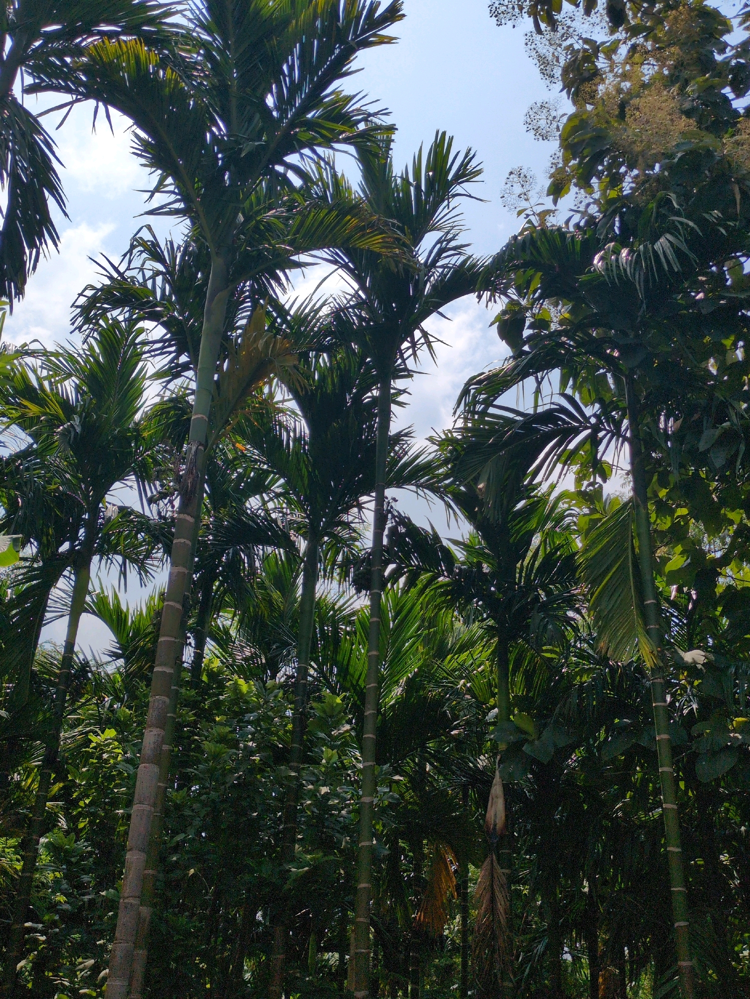 The image depicts a dense cluster of areca palm trees and other lush green foliage under a bright, partly cloudy sky. The scene is set outdoors in the city of Borchora, India. The palm trees are tall and slender, with their characteristic segmented trunks and feathery fronds reaching upwards and outwards. Sunlight filters through the leaves, creating dappled patterns on the ground and highlighting the vibrant green of the vegetation. In the upper right portion of the image, a different type of tree with clusters of small, light-colored flowers is visible, adding a contrasting texture and color to the scene. The overall impression is one of a tropical, verdant environment.