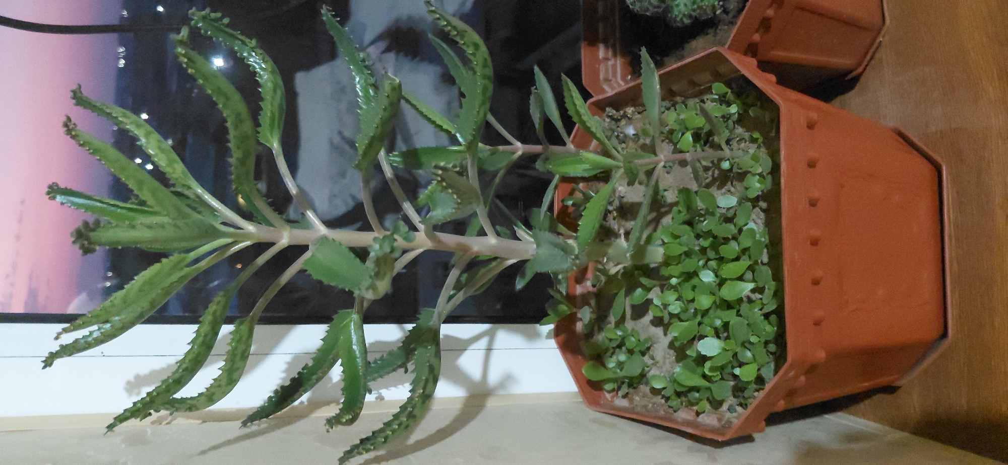 A close-up, eye-level shot shows a succulent plant, likely a Kalanchoe daigremontiana, in an orange hexagonal pot. The plant has long, narrow leaves with small plantlets growing along their edges. The soil is sandy and sparsely populated with smaller green plants. The pot sits on a wooden surface, with a hint of another pot to the right. In the background, a blurred city skyline is visible under a dusky sky with shades of pink and purple. The setting appears to be indoors, possibly near a window, with a plain wall to the left. There are no people or animals present, and no overt actions are taking place. The image is focused on the plant and its immediate surroundings, with the background providing context of an urban environment at dusk.
