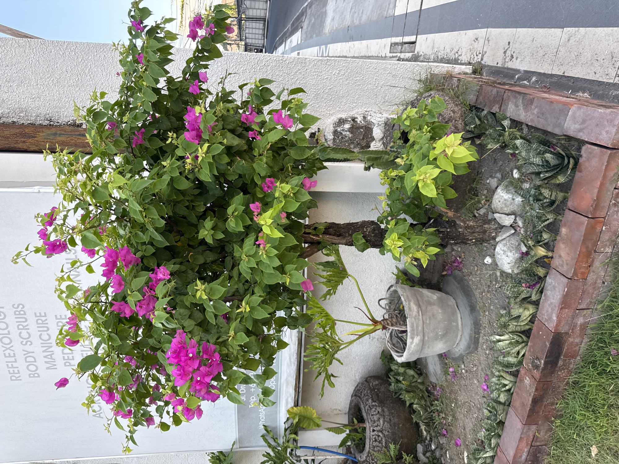The image displays a vibrant street-side garden area, likely in a tropical or subtropical setting such as Kuta, Indonesia. The central subject is a large, flourishing Bougainvillea bush adorned with numerous clusters of bright pink/magenta flowers and dense green leaves. This bush stands against a textured white wall.
To the right of the Bougainvillea, a small garden bed is visible, bordered by a low wall constructed from reddish-brown bricks. Within this bed, several patches of variegated Sansevieria (snake plant) grow amidst dark soil and small stones, with scattered pink petals from the Bougainvillea lying on the ground. A plant with large, deeply lobed green leaves is situated in a grey cylindrical pot near the base of the Bougainvillea. Another grey planter, appearing to be a painted tire, holds some dry vegetation or wires.
On the white wall behind the Bougainvillea, a rectangular sign is partially visible. The text, oriented vertically, lists services: "REFLEXOLOGY," "BODY SCRUBS," "MANICURE," "PEDICURE," and "ACRYLIC." Below these, phrases like "Jl. Dru" and "WhatsApp Help +6" are discernible, indicating a spa or beauty salon.
In the upper right background, a paved sidewalk or road with grey and black stripes is visible, suggesting an urban environment. The sky above is clear and light blue, indicating bright daylight and fair weather. The scene portrays a decorative and well-maintained exterior of a commercial establishment.