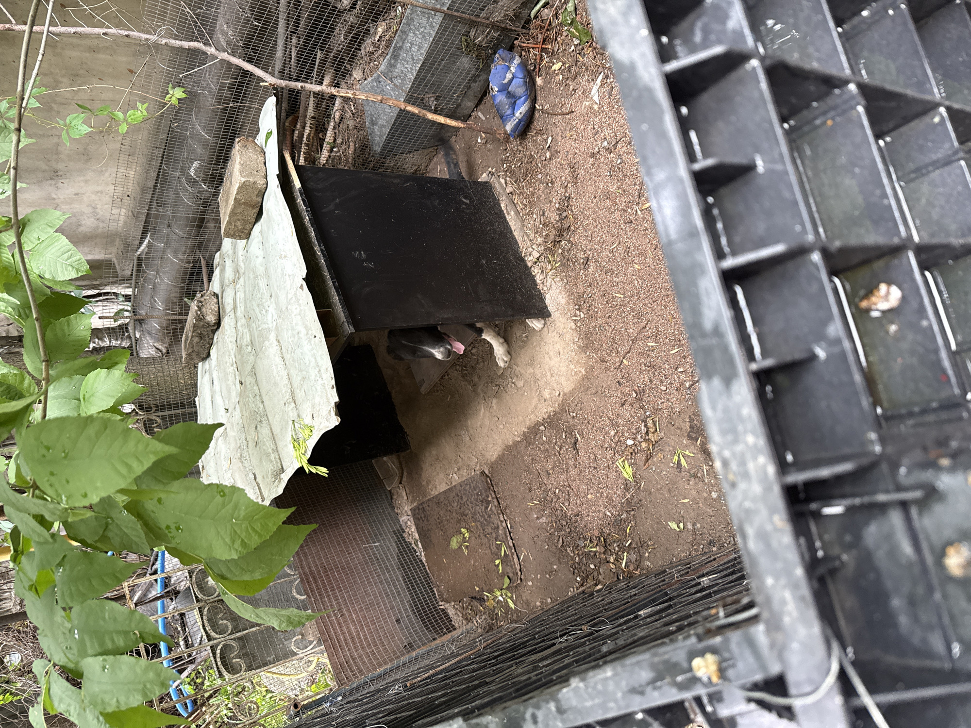 This image depicts an outdoor scene, possibly a backyard or an enclosure, with a dog as the primary subject. The dog, a black and white breed, is partially visible emerging from a dark-colored shelter. Its tongue is sticking out, suggesting it might be hot or panting. The shelter appears to be made of dark material, possibly wood or metal, and has a makeshift roof of white corrugated material.
The ground is a mixture of dirt and gravel, with some scattered debris and green foliage. A blue and white soccer ball is lying on the ground near the shelter. In the foreground, there is a portion of a black, grid-like structure, possibly a fence or a container. In the background, a wire mesh fence is visible, along with some dry branches and vegetation. The overall impression is of a somewhat unkempt outdoor space.
The lighting suggests it might be daytime, though the exact time is unclear. There are no visible people in the image, and the focus is on the dog and its immediate surroundings. The presence of the dog and the shelter implies this is a living space for an animal. The location context provided indicates Almaty, Kazakhstan. No text is visible in the image.