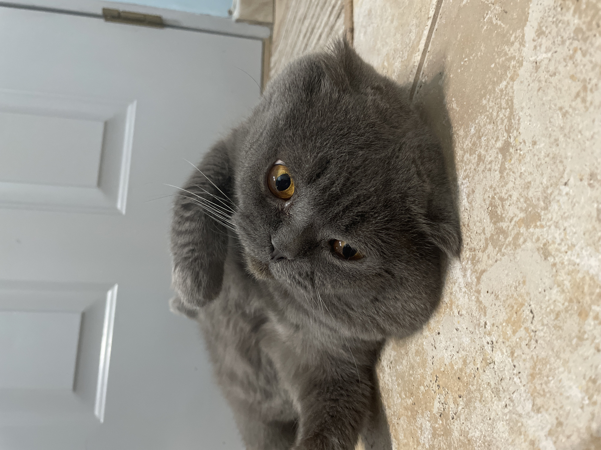 A gray Scottish Fold cat is lying on a beige tile floor. The cat has yellow eyes and a dense, fluffy coat. A white door is visible in the background to the left. The location is Unknown, Unknown.
