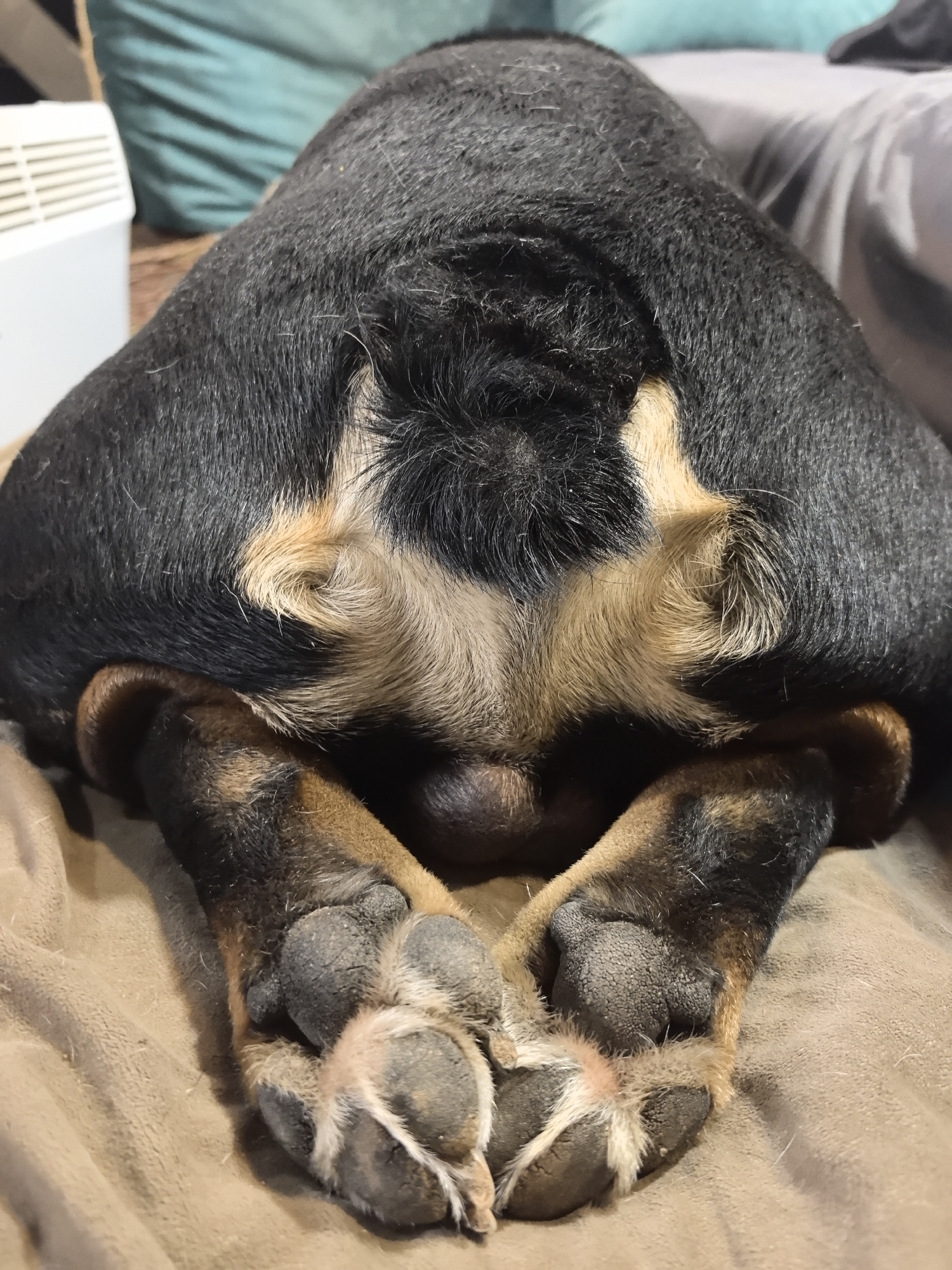 The image depicts the posterior of a black and tan dog, possibly a Rottweiler, lying down. The dog's hind paws are visible, with toes touching and pads facing forward. The background includes a tan blanket, a teal pillow, and a white radiator. The location cannot be determined as Noviy, Russia based on the image.