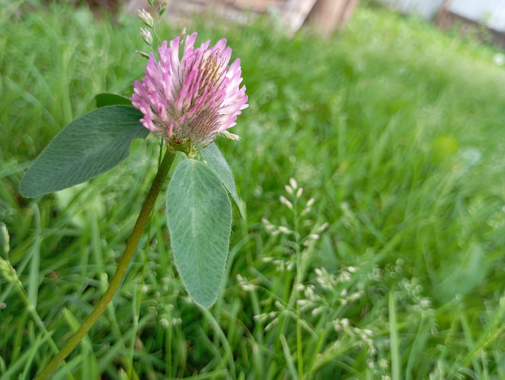 The image depicts a close-up, low-angle view of a single pink clover flower in a grassy field. The flower, with its prominent pink petals and visible stamens, is positioned on the left side of the frame, with two green clover leaves beneath it. The background is a blurred expanse of vibrant green grass, with hints of other small plants and possibly some wooden structures in the upper right corner, suggesting an outdoor, natural setting. The overall impression is one of rural tranquility and nature. The image does not provide any specific information about the city of Фоки, Russia, or any human presence.