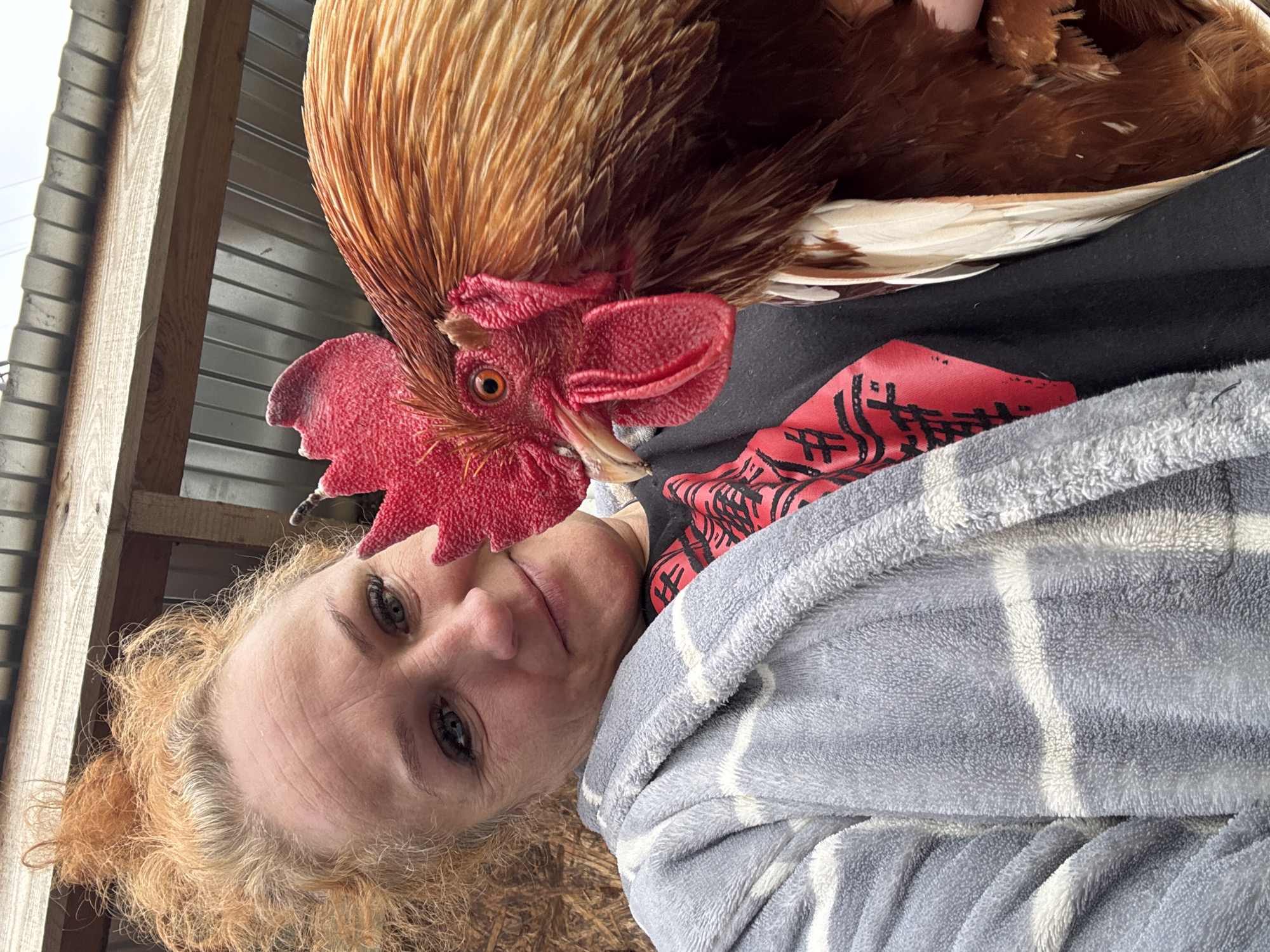 The image depicts a woman holding a large rooster. The woman has blonde hair and blue eyes and is wearing a gray and white striped robe over a black shirt with a red design. The rooster is brown and red with a large red comb. The background includes a wooden structure and corrugated metal, suggesting a rural or farm setting. It's not possible to independently confirm the location of the image as Chaikovsky, Russia.
