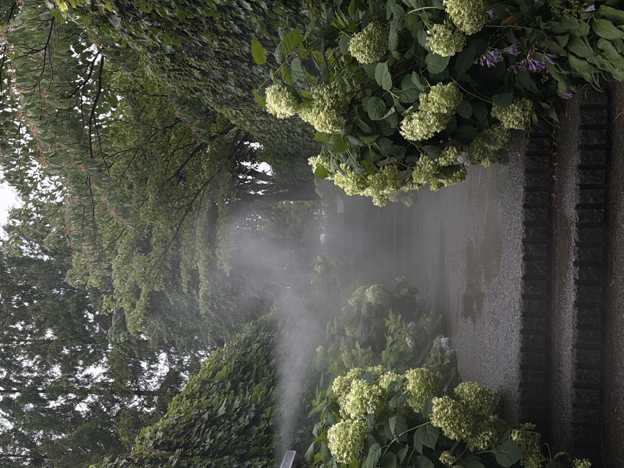 The image depicts a misty pathway lined with lush green foliage and flowering plants. The pathway appears to be made of stone or concrete and ascends slightly into the distance, where it is obscured by fog or mist. On either side of the path are dense clusters of large, light-green hydrangeas. The foliage creates a verdant tunnel effect. The mist is visible in the air, creating a soft, diffused lighting condition and obscuring the background details of trees and the sky. The ground of the path shows signs of being wet, with some puddles visible. In the foreground, stone steps are visible. The overall impression is one of a serene, atmospheric garden path. This scene is consistent with a location such as the Seoul Forest, a large urban park known for its diverse plant life and walking paths, or a similar botanical garden within the city.