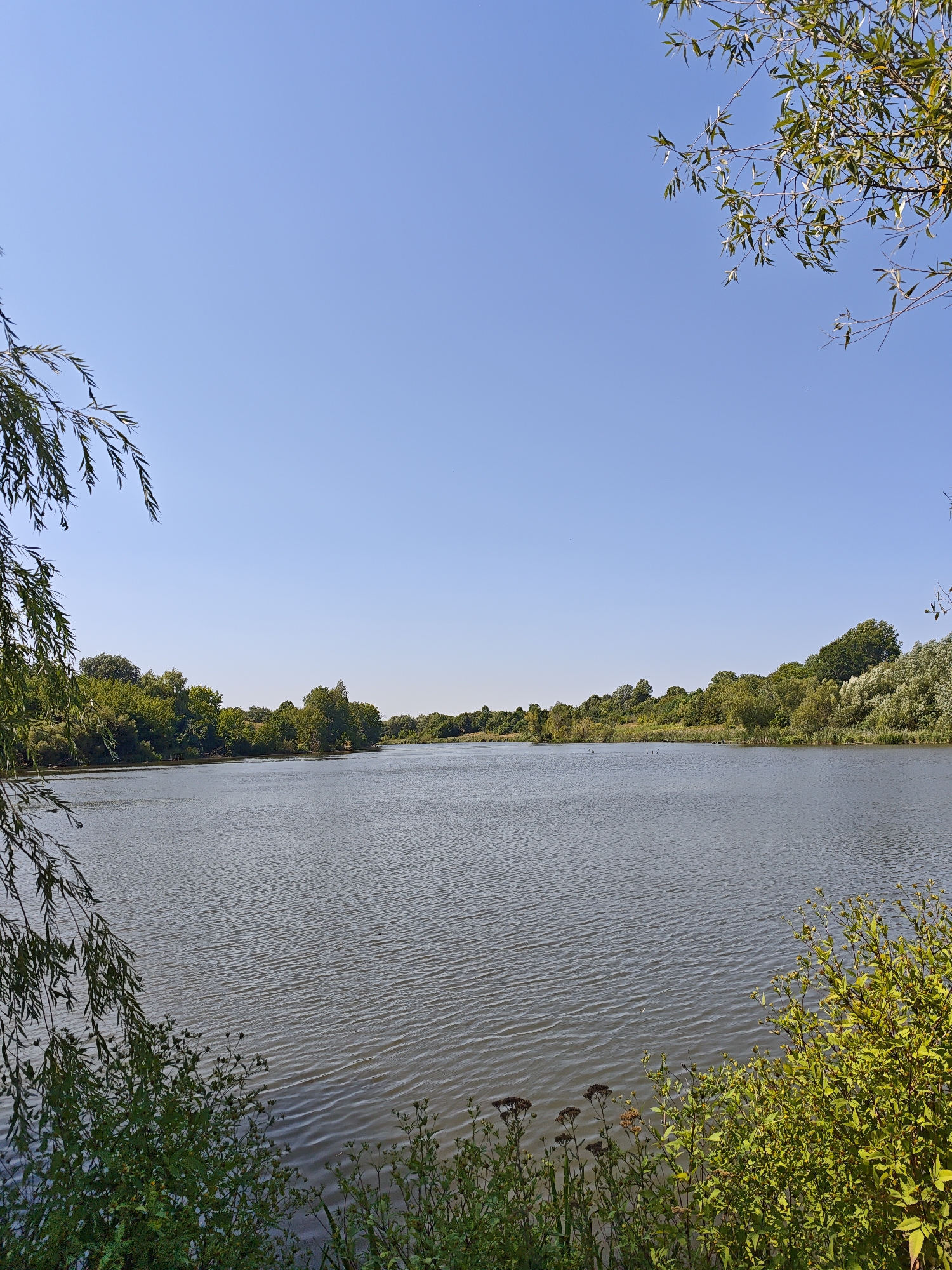 The image depicts a serene natural landscape featuring a calm lake surrounded by lush greenery under a clear blue sky. In the foreground, the dark branches of a willow tree hang down from the left, partially obscuring the view of the lake. On the right side, a dense bush with bright green leaves and some small, brown seed heads is prominent. The lake itself is wide and tranquil, with gentle ripples on its surface. Beyond the lake, a dense line of trees and vegetation forms the far bank, creating a verdant border. The overall scene suggests a peaceful, undeveloped natural area, likely a park or a rural setting. There are no people or animals visible in the image. The location is identified as Parkhomivka, Ukraine.
