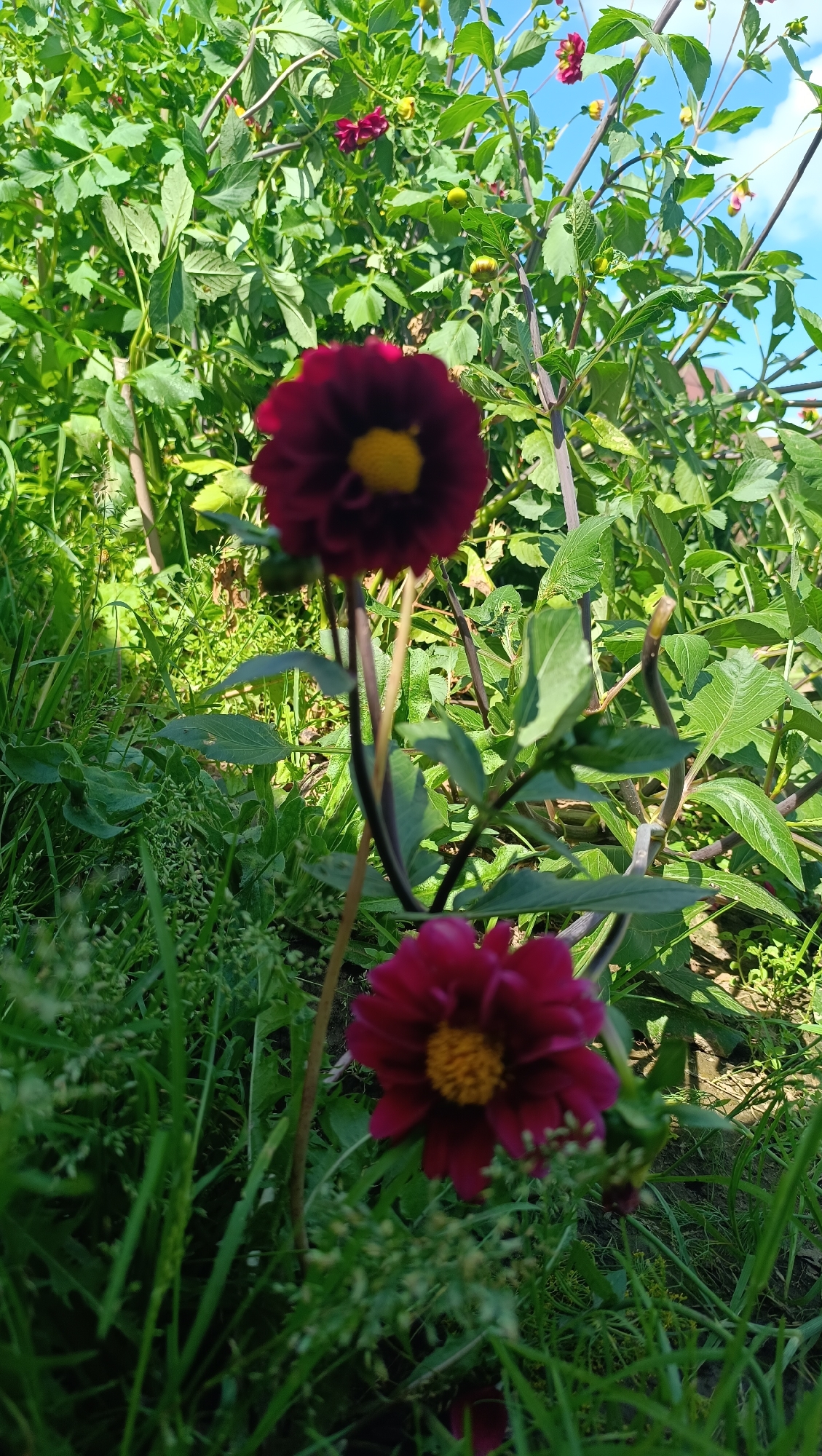 A close-up, low-angle outdoor shot captures two deep red dahlia flowers with yellow centers, set against a backdrop of lush green foliage and a bright blue sky with wispy clouds. The foreground is dominated by tall, vibrant green grass, some of which is blurred and out of focus. The dahlias, appearing in various stages of bloom, are the primary subjects. The upper flower is slightly more in focus than the lower one. Thin, dark stems rise vertically, supporting the blooms. The scene suggests a garden or a natural outdoor setting, likely in Karsha, Russia, given the context. The lighting indicates it is daytime, with the sun casting a soft glow on the petals and leaves. There are no people or animals visible in the frame, and no discernible man-made structures are prominent, apart from hints of what might be a distant fence or building. The overall impression is one of natural beauty and growth.