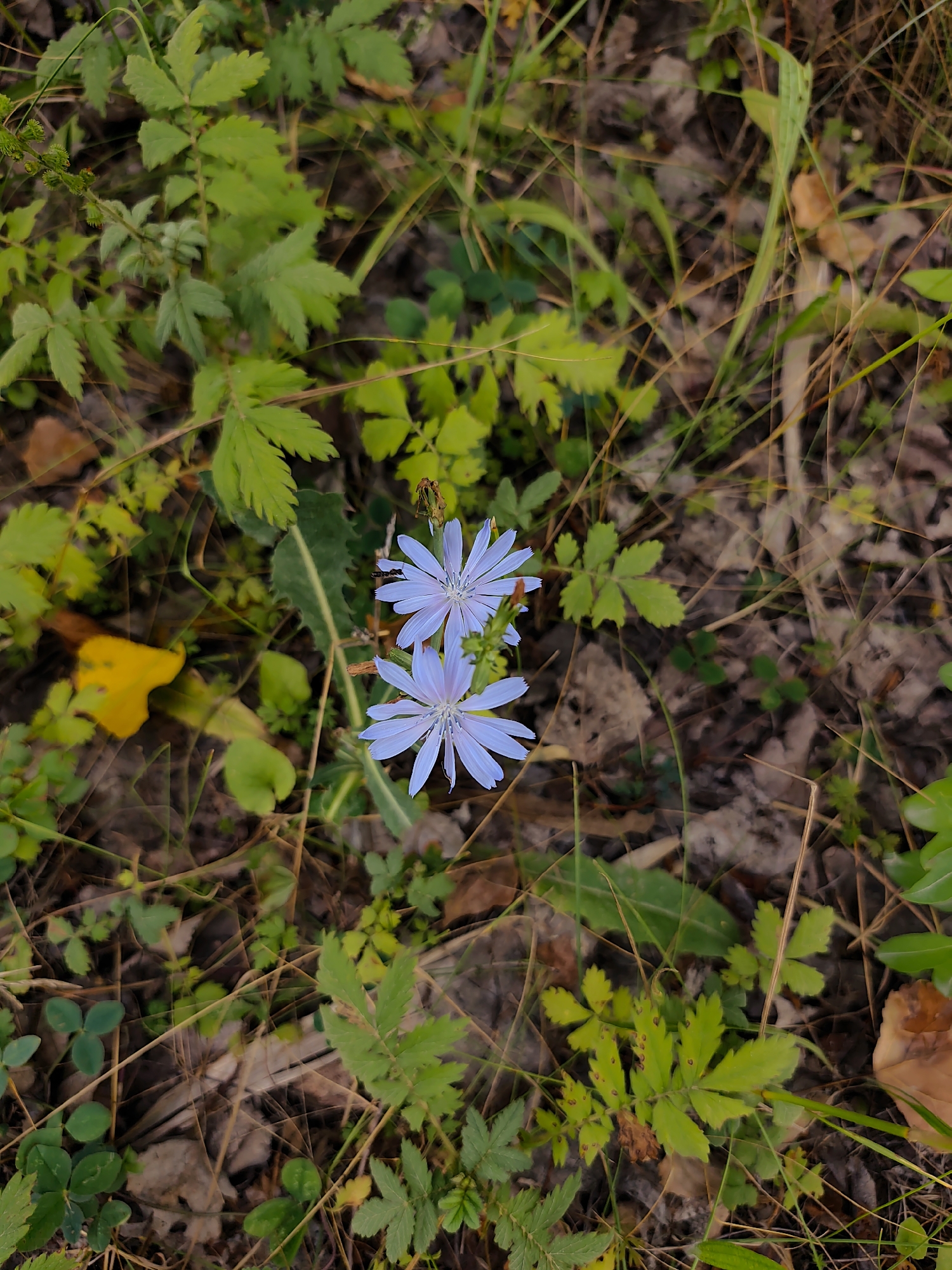In the city of Doibani 1, Moldova, two delicate light blue flowers bloom amidst a natural, wild setting. The flowers, likely chicory due to their ray florets, are positioned centrally in the frame, with one slightly above and to the left of the other. They are surrounded by a variety of green foliage, including the characteristic serrated leaves of chicory and other small, low-lying plants. The ground is covered with dry leaves, twigs, and sparse blades of grass, suggesting an uncultivated area. The lighting appears natural, likely from overhead, casting soft shadows and highlighting the textures of the plants and the ground. There are no people or man-made objects visible in the image. The scene captures a moment of natural beauty within a common, unmanicured outdoor environment.