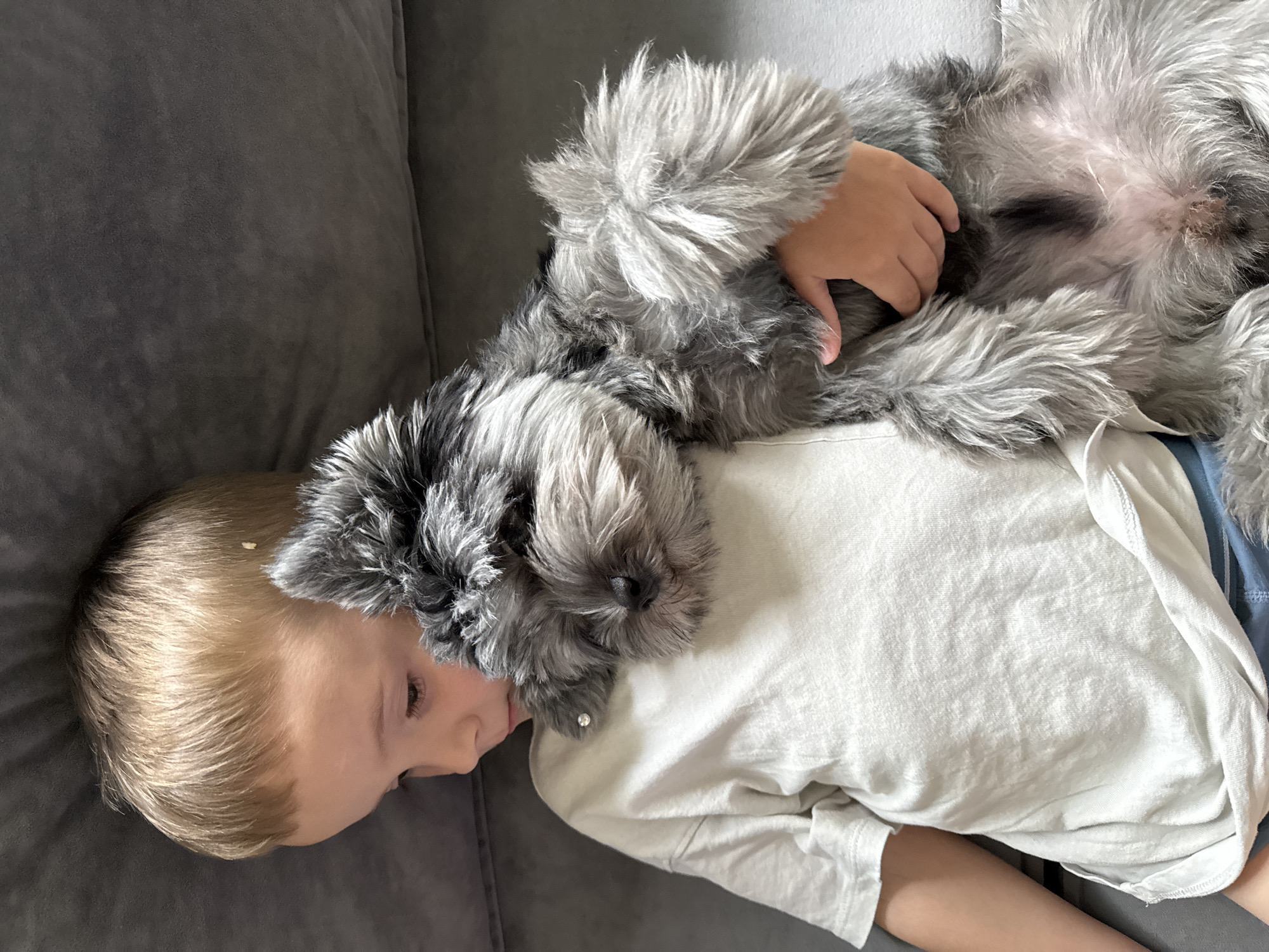 In Chaikovsky, Russia, a close-up, overhead shot shows a young boy with blond hair lying down, with a small, grey Schnauzer dog nestled on his chest and shoulder. The boy wears a light-colored t-shirt. The dog, with its head resting on the boy's shoulder, appears to be sleeping or relaxed. The scene takes place on a grey, textured surface, likely a sofa. The boy's hand is visible, gently holding the dog. The overall impression is one of comfort and companionship.