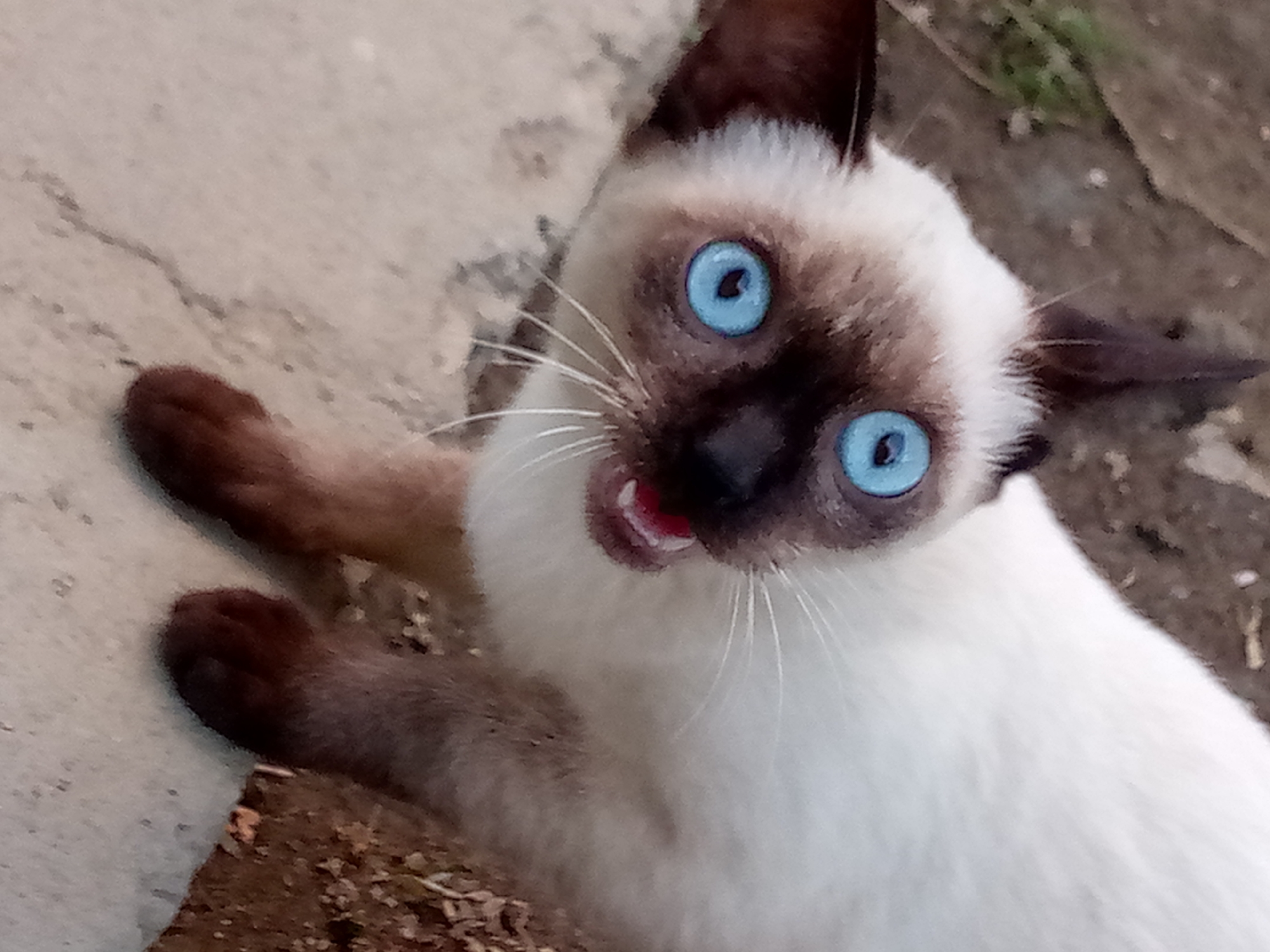 A close-up shot depicts a Siamese cat with striking blue eyes, its mouth slightly open, revealing a pink tongue and a row of teeth. The cat's fur is primarily cream-colored, with dark brown markings on its face, ears, and paws. The background appears to be a rough, concrete or stone surface with some dirt or organic matter. There is no information in the image to confirm the location is in the city of Altagracia, Venezuela.