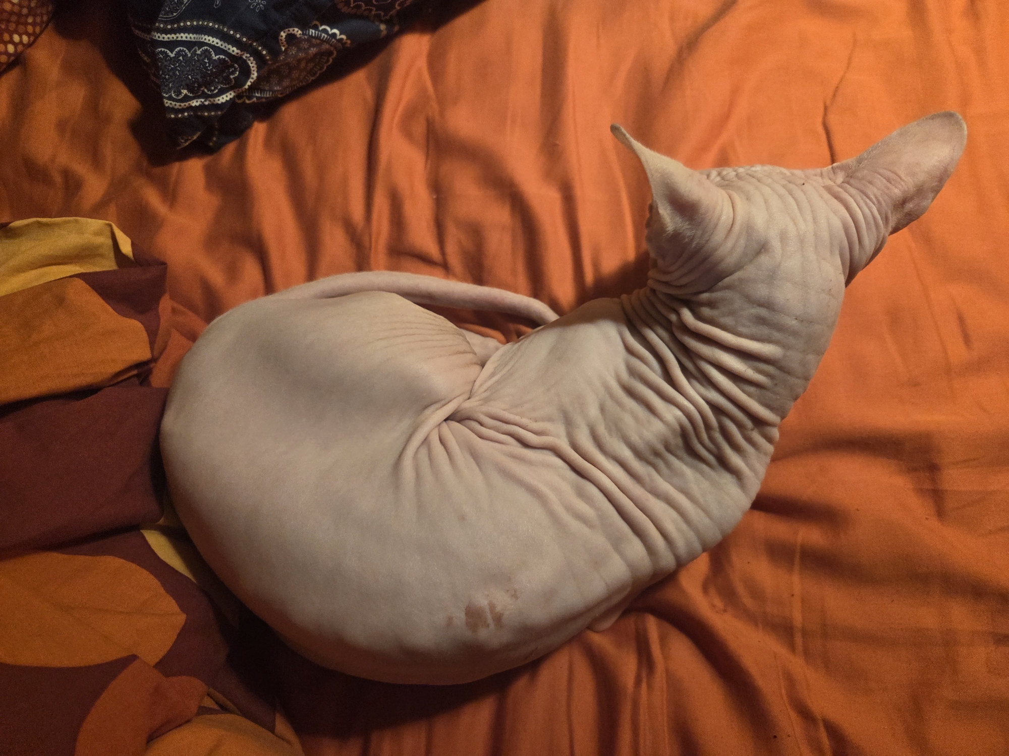 The image shows a hairless cat, likely a Sphynx, curled up on an orange fabric surface. The cat's skin is wrinkled, and there are some darker spots on its back. The fabric appears to be bedding or a blanket, with a patterned fabric in shades of brown and orange at the top left, and a darker patterned fabric at the top right. The scene suggests an indoor environment. There is no discernible information within the image to connect it to the city of Восход Снт (фролово), Russia.