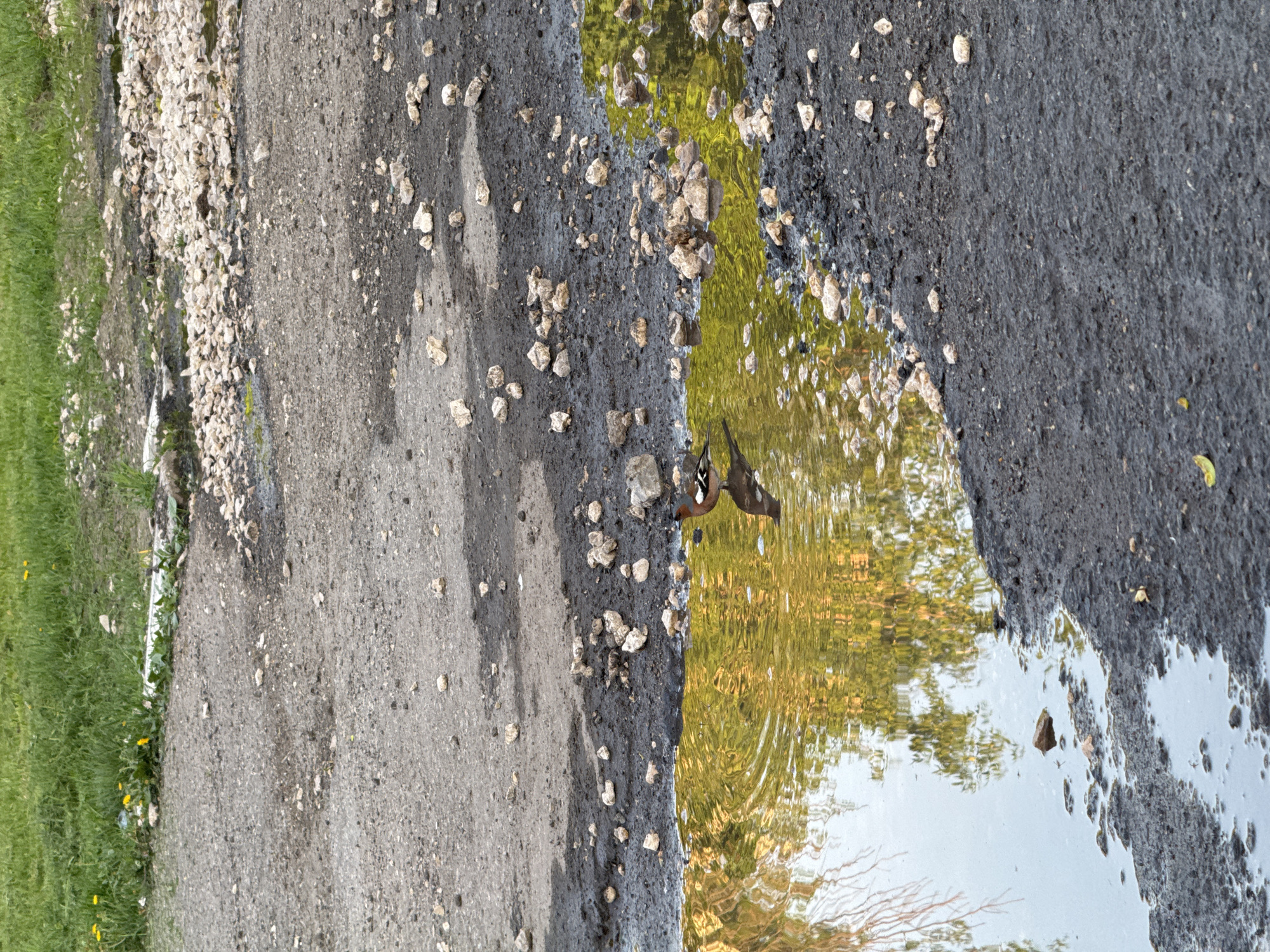 The image shows a ground-level view of a roadside puddle in Moscow, Russia. The surface is composed of gravel and asphalt, transitioning from a light gray with coarse gravel on the left to a dark gray, finer asphalt on the right. The puddle reflects trees and sky, indicating a somewhat overcast day. A wood duck stands on the bank of the puddle. Grass and yellow dandelions grow near the edge of the gravel road.