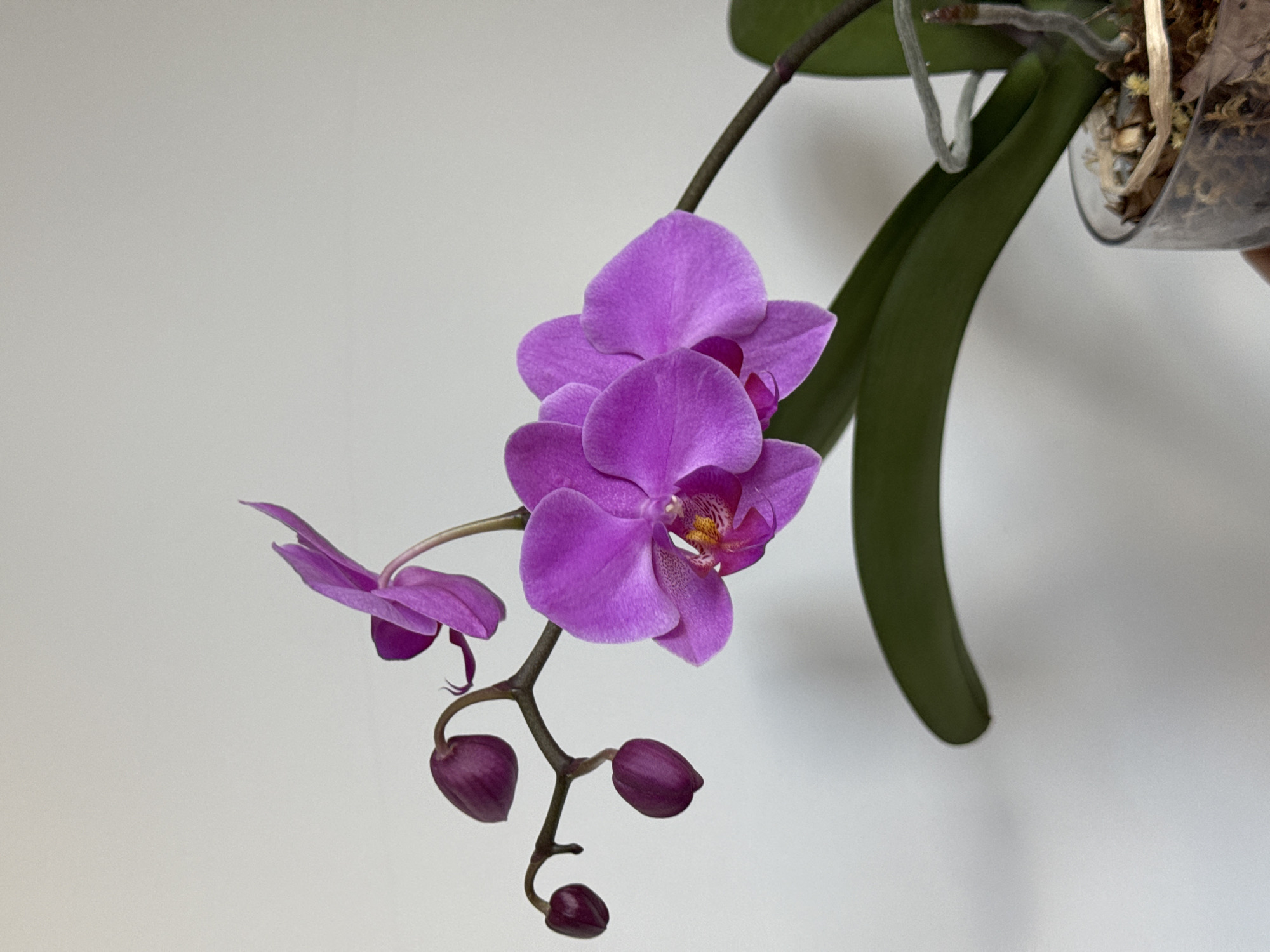 A close-up, eye-level shot shows a vibrant purple orchid with several buds on a stem against a plain white background. The orchid has three fully bloomed flowers and several unopened buds, all arranged on a thin, dark green stem. The leaves are a deep green and arch downwards. The lower part of the image reveals the orchid's roots emerging from a clear plastic pot filled with moss. The lighting is soft, creating a gentle shadow on the left side of the image. The scene appears to be indoors, possibly a home or greenhouse environment. There is no information within the image to determine its specific location in Izhevsk, Russia.