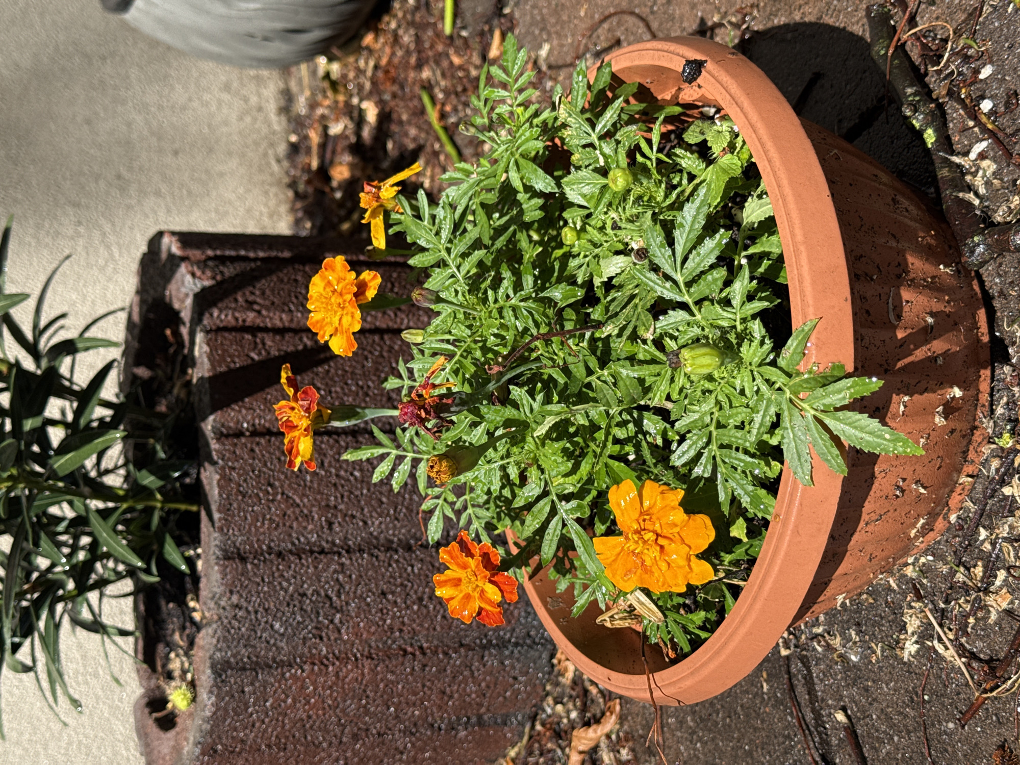 A close-up, eye-level shot shows a terracotta pot filled with marigolds and their green foliage. The marigolds are a vibrant orange and yellow. The pot sits on a dark grey paved surface littered with dry leaves and twigs. In the background, a large, dark brown textured planter holds a plant with long, dark green leaves. The wall behind the planters is a pale, textured grey. The scene is lit by direct sunlight, casting shadows and highlighting water droplets on the plants. There are no people or animals visible in the image. The location is estimated to be a garden or outdoor patio area in Łódź, Poland, given the characteristic appearance of urban paved areas and the type of planters often found in Polish gardens.