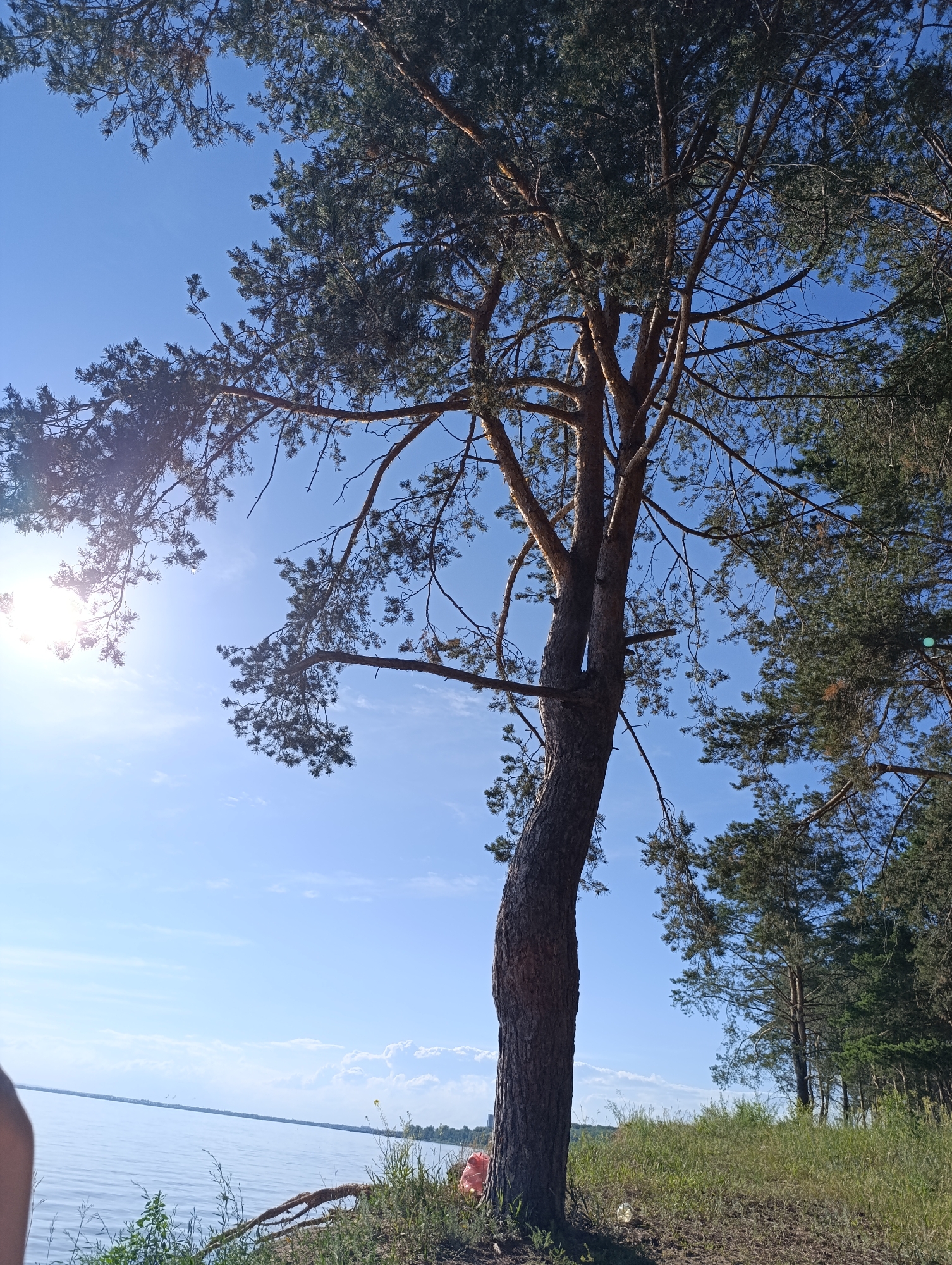 This media file is a vertical, full-shot photograph taken outdoors on a clear, sunny day. The scene depicts a natural landscape with a prominent pine tree in the foreground, its textured bark and branches reaching towards a vibrant blue sky. Sunlight streams through the branches, creating lens flare and highlighting the needles. To the left of the tree, a vast body of calm water stretches out to the horizon, with a distant treeline visible. The ground in the foreground is covered in dry grass and exposed tree roots. The overall mood is serene and natural, suggesting a peaceful outdoor setting. There is no visible text in the image.