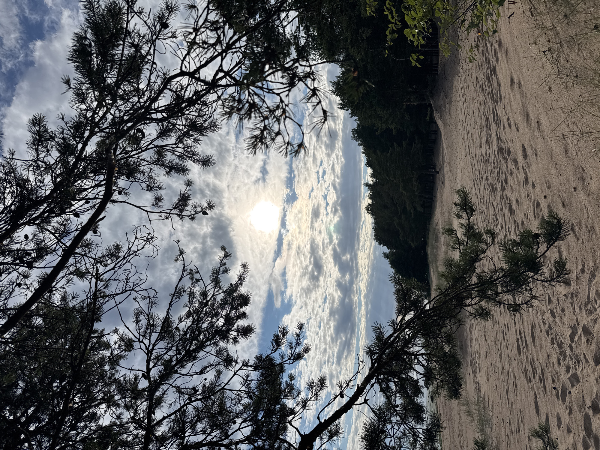 This image captures a natural landscape that appears to be a sandy dune area adjacent to a forest and coastline. The foreground features sand with subtle footprints and sparse vegetation, leading to a dense line of dark green pine trees in the mid-ground. Above the trees, the sky is filled with a mix of white, fluffy clouds and patches of blue, with the sun partially obscured by clouds, casting a soft light. Pine branches, silhouetted against the sky, frame the upper portion of the image. While the location is specified as Zelenaya Roshcha, Russia, the image itself provides no direct visual cues to confirm this specific city. There are no people or man-made structures visible in the scene.