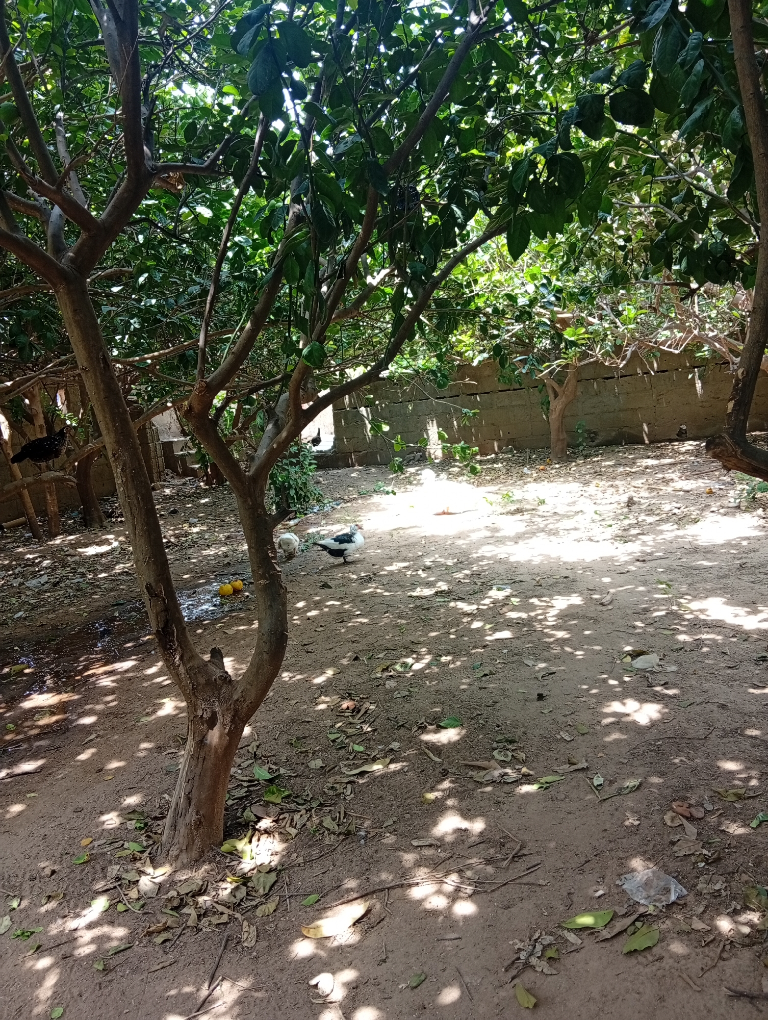 In the city of Azume, Nigeria, a domestic scene unfolds under the dappled sunlight filtering through the leaves of several trees. The ground is covered in dry soil and fallen leaves, with some scattered debris including a plastic bag. In the foreground, a multi-branched tree with rough bark stands prominently, its branches reaching outwards. To the left, a dark-colored chicken is perched on a wooden structure. Further back, near the center of the image, two ducks are present; one is white and the other is black and white. Two round, orange fruits, possibly citrus, lie on the ground near the ducks. A low, rough-textured concrete wall forms a backdrop across the scene, with more trees and vegetation visible behind it. The overall impression is of a somewhat unkempt but functional yard space.