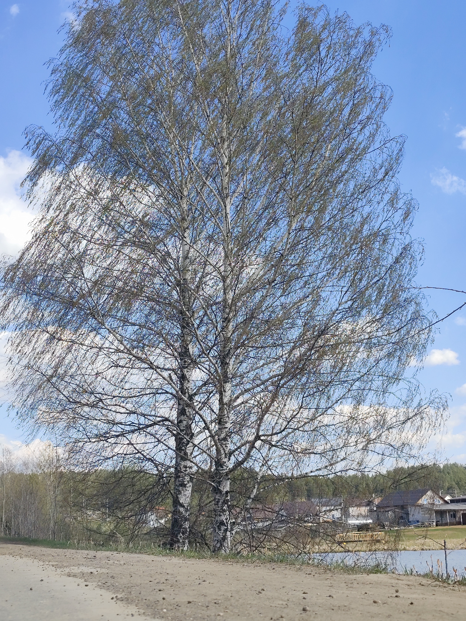 The image depicts a rural landscape in Фоки, Russia. A large birch tree, with white bark and sparse green leaves, dominates the foreground. Behind the tree, a lake is visible, reflecting the sky. A cluster of rural buildings, likely houses, is situated on the opposite shore of the lake. The sky is blue with scattered white clouds. The foreground consists of a dirt road. No people are visible in the image.