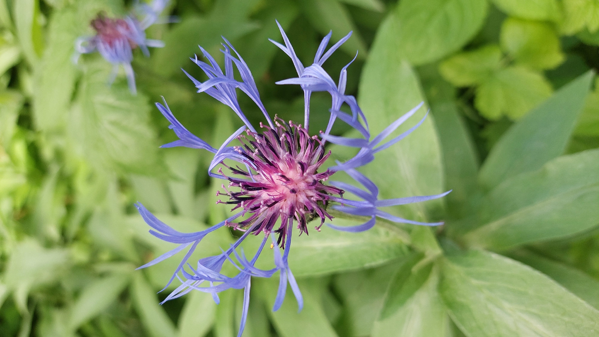A close-up, overhead shot captures a vibrant purple and blue flower, likely a type of cornflower or knapweed (Centaurea species), against a soft, blurred green background. The main flower is positioned slightly off-center to the right, showcasing its intricate details. Its outer ray florets are a delicate blue-lavender, slender and strap-like, extending outwards. The central disk florets form a dense, spiky cluster in shades of purplish-pink and darker purple, with visible stamens.
In the upper left quadrant, another similar flower is present but heavily blurred, indicating a shallow depth of field that keeps the primary subject in sharp focus. The surrounding foliage is uniformly green and out of focus, providing a natural, leafy backdrop. The lighting suggests it is daytime, illuminating the flower evenly. No specific activity is taking place beyond the natural bloom of the flower, and there is no visible text in the image. The composition highlights the striking color contrast and botanical complexity of the bloom.