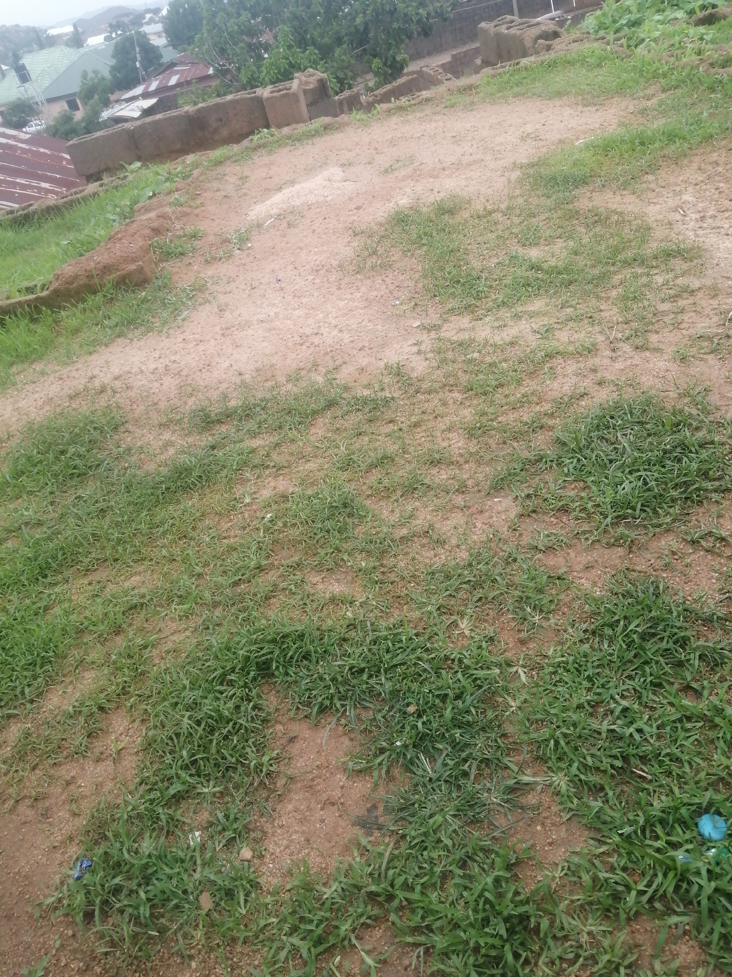 The image depicts an outdoor scene with sparse vegetation on a dirt path. The path is uneven, with patches of grass growing through the loose soil. In the background, a few buildings with corrugated metal roofs are visible, along with some trees and what appear to be partially constructed brick structures. The sky is overcast, suggesting it might be a cloudy day. The overall impression is one of a somewhat unkempt, rural or semi-urban environment. There are no people visible in the image. A small blue object, possibly a plastic cap, is present in the lower right portion of the frame. The lighting is diffused, indicating it is not direct sunlight, and there is no discernible text.