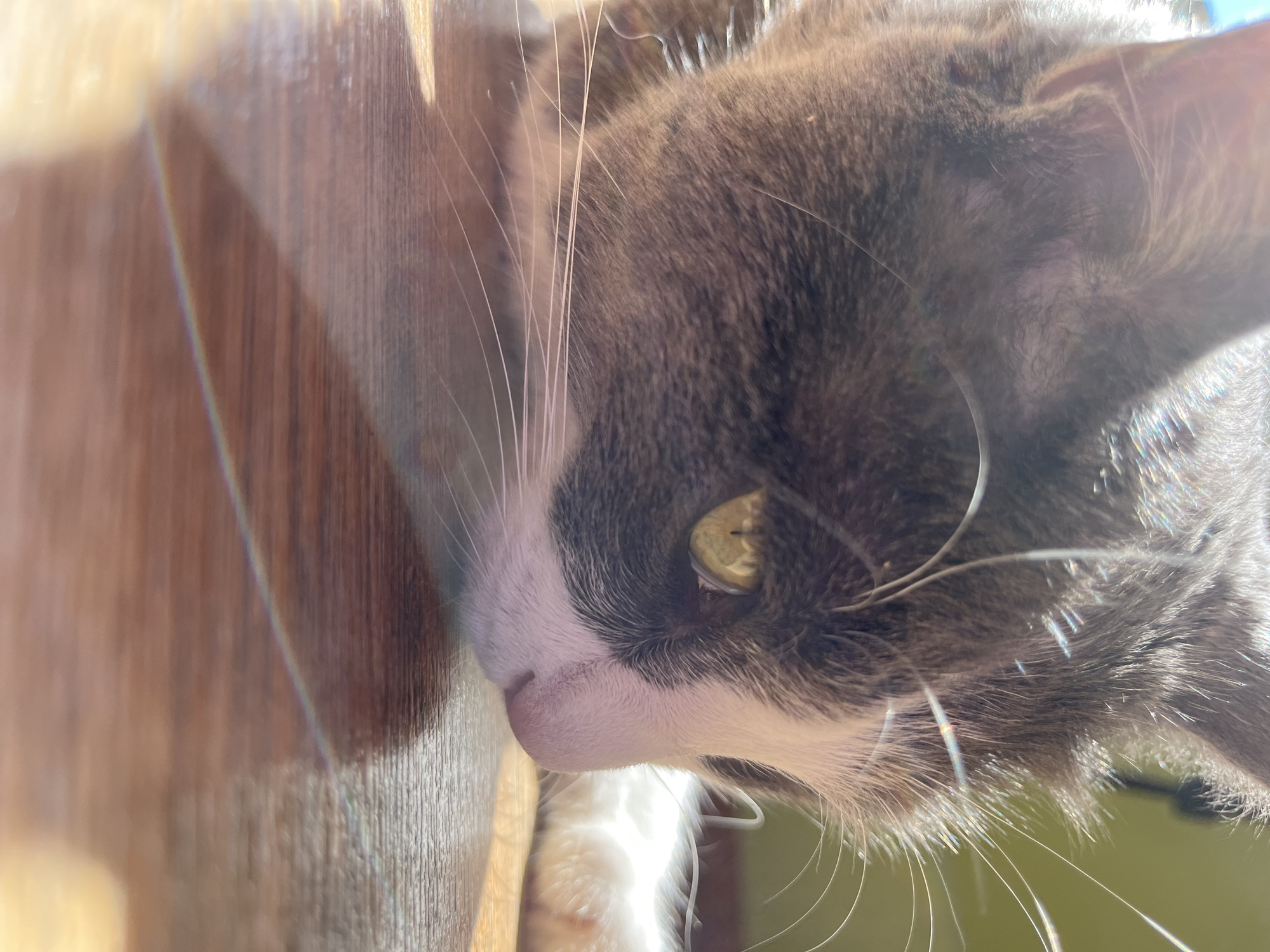 A close-up, eye-level shot shows a gray and white cat lying on a wooden floor in Ureki, Georgia. The cat is in profile, facing right, with its head resting on the floor. Sunlight streams in from the upper left, creating lens flare and highlighting the cat's fur and whiskers. The cat's right eye is visible, a bright yellow-green with a slit pupil. Its pink nose is slightly upturned. The wooden floor shows grain patterns and reflections from the light. The background is blurred, with hints of green and white, suggesting an indoor environment. No people are visible in the image.