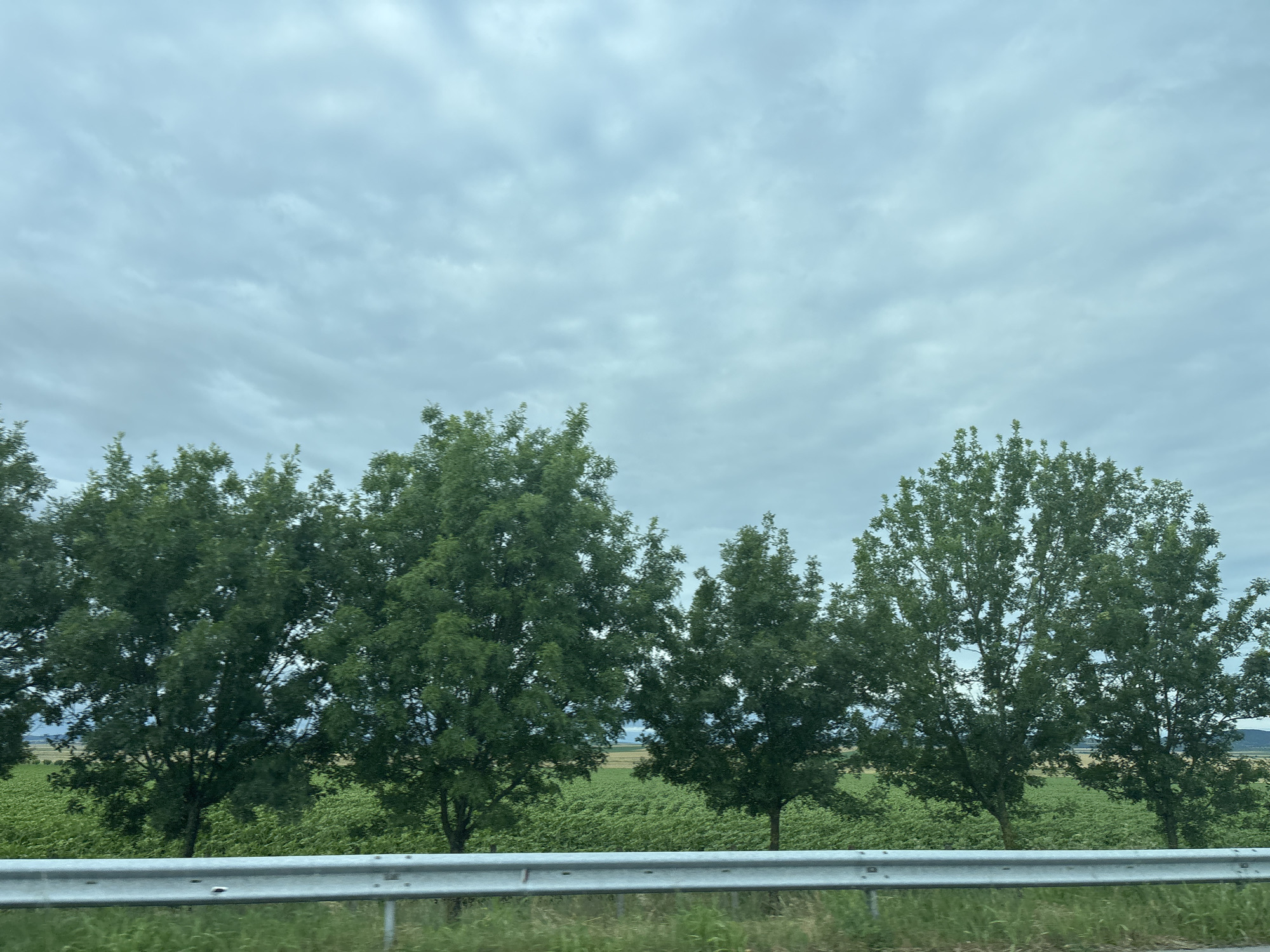 The image depicts a row of mature trees with dense green foliage lining a road. In the foreground, a metal guardrail is visible, and beyond that, a field of green crops stretches into the distance. The sky is overcast with soft, diffused light. The scene is static, with no people or ongoing actions apparent. This appears to be a rural landscape, consistent with the location of Polsko Padarevo, Bulgaria.