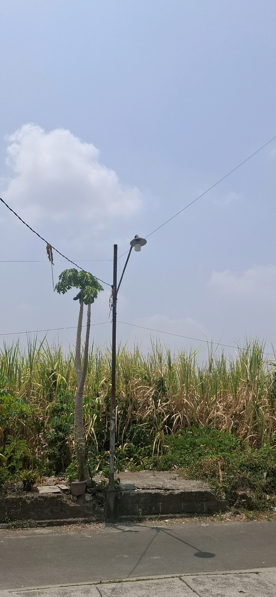 In Desa Gagaksipat, Indonesia, a rural roadside scene unfolds under a pale blue sky dotted with scattered white clouds. A weathered, dark metal lamppost stands to the right of center, its single light fixture tilted upwards. Two tall, slender papaya trees with vibrant green leaves and visible green fruit grow to the left of the lamppost. A wire runs diagonally across the upper portion of the frame, connected to the lamppost. Behind the trees and lamppost, a dense field of tall, dry grass, likely sugarcane, stretches horizontally across the midground, with a line of greener foliage at its base. The foreground features a paved road with a distinct shadow of the lamppost cast upon it. A concrete retaining wall, partially crumbled and overgrown with vegetation, separates the road from the field. Scattered debris, including a small wooden plank and a terracotta pot, are visible near the base of the papaya trees. The overall impression is one of a utilitarian roadside in a semi-rural or agricultural area.