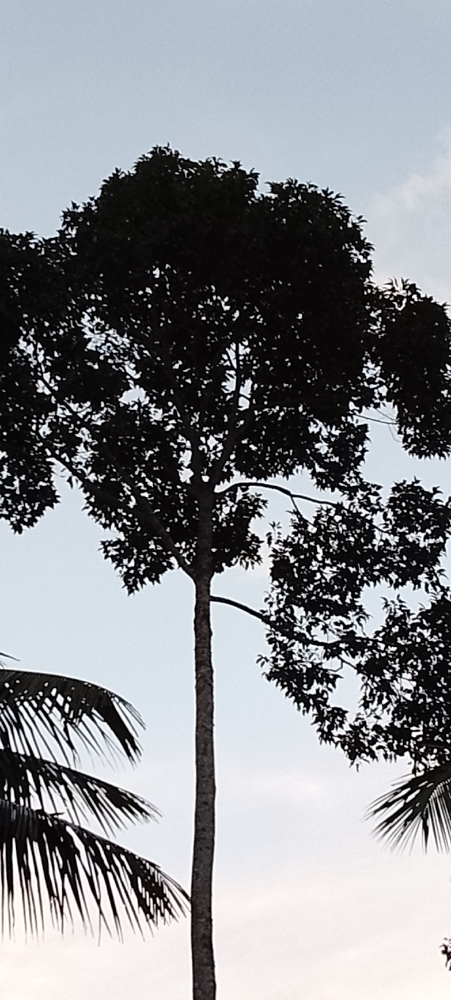A tall, slender tree with a dense canopy of dark leaves dominates the center of the image, silhouetted against a pale sky. Two palm fronds, one on the left and one on the right, are partially visible at the bottom edges of the frame, framing the central tree. The scene appears to be outdoors, likely in a tropical or subtropical environment, given the presence of palm trees. The lighting suggests it might be late afternoon or early morning, as the sky is evenly lit without harsh shadows. The overall impression is one of natural scenery.