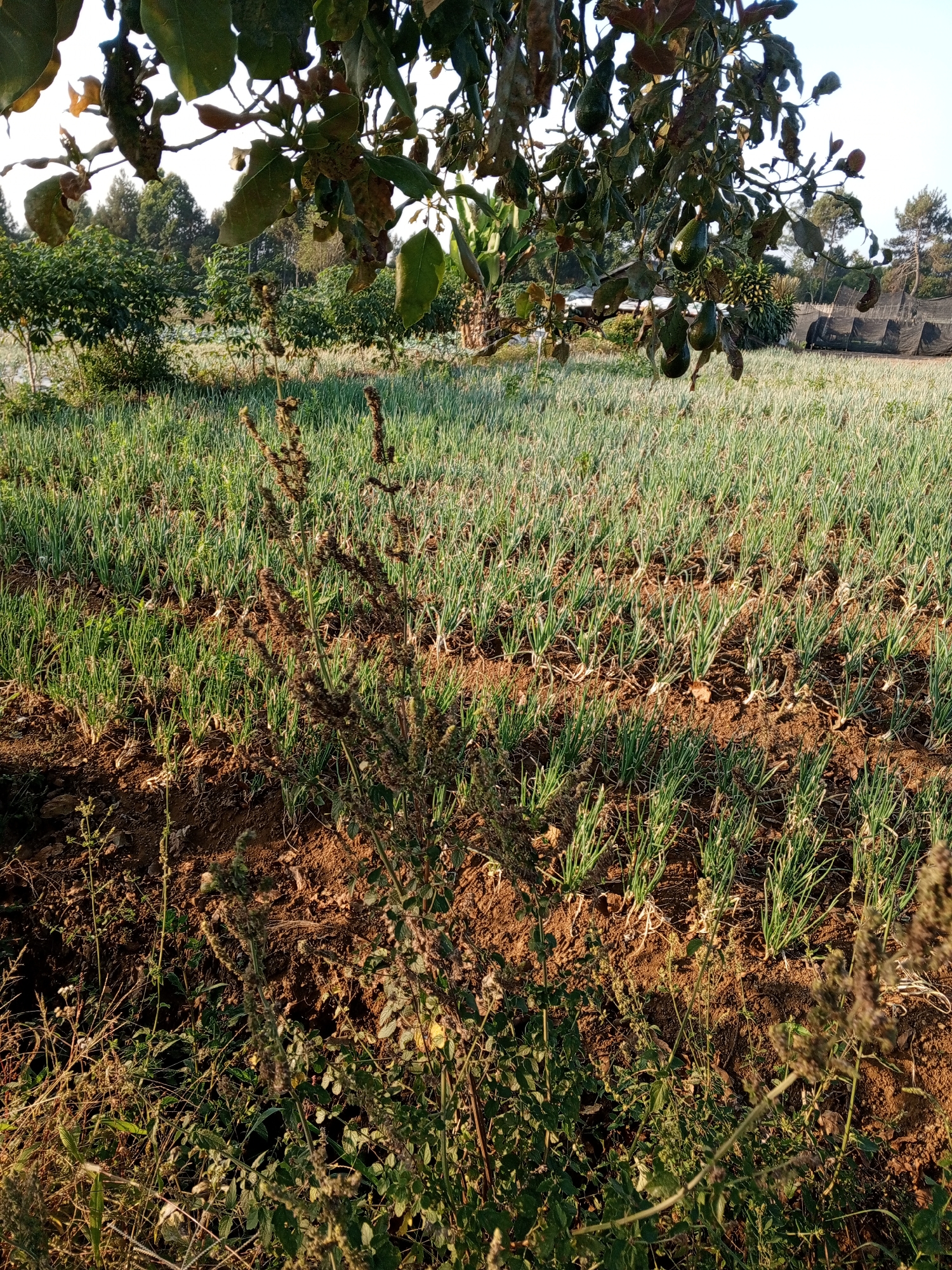 A low-angle, sunlit view captures a rural farm landscape in Yakkurugala, Sri Lanka. In the foreground, a bushy, dark-brown plant with seed heads stands tall, obscuring a portion of the scene. Behind it, rows of young green onion plants stretch across the frame, interspersed with dry, reddish-brown soil. Further in the background, a dense grove of green trees forms a backdrop, and beyond them, a few sparse trees rise against a clear, bright sky. On the far right, black netting structures are visible, suggesting a protected cultivation area. The overall impression is one of agricultural cultivation under natural sunlight.